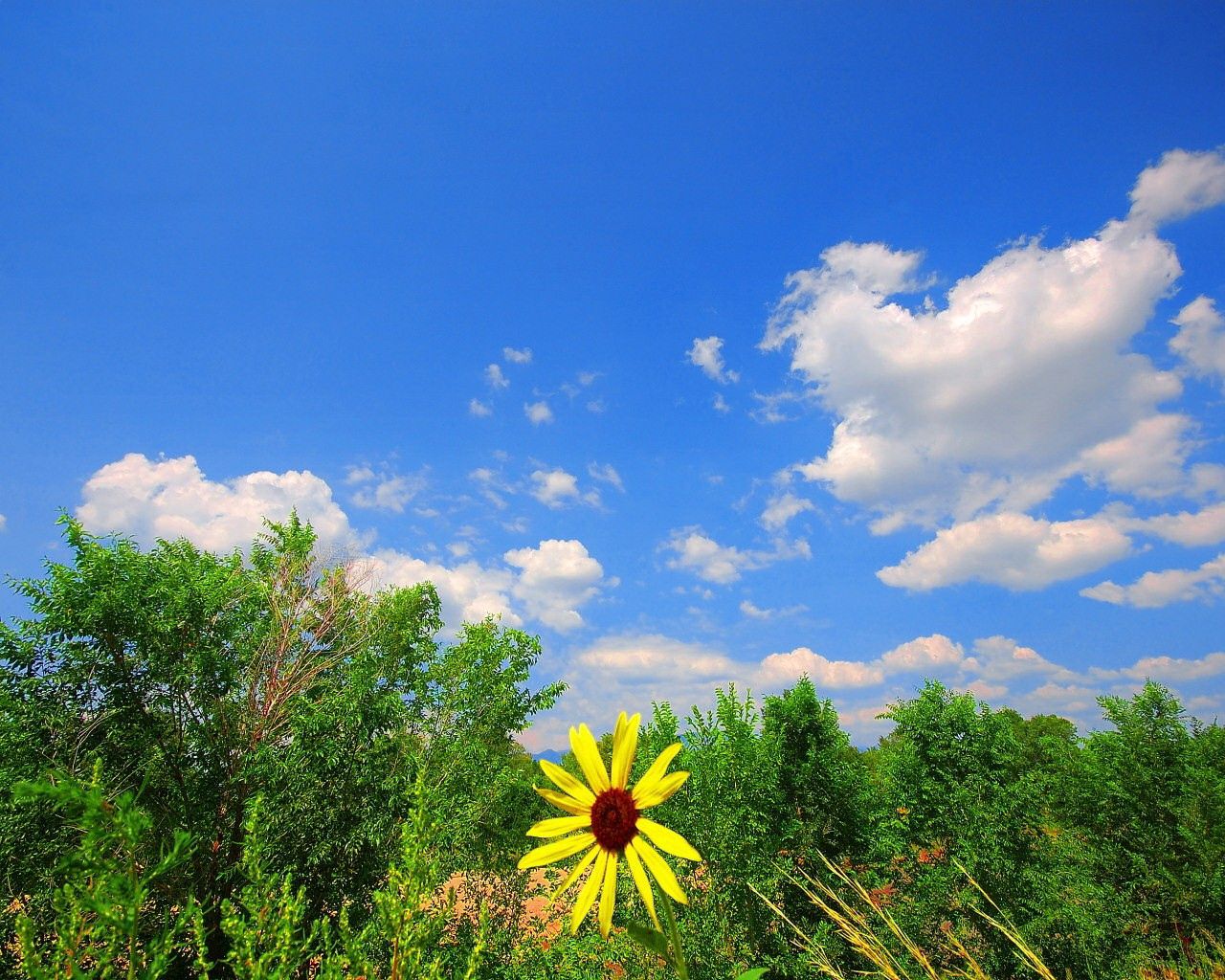 Download mobile wallpaper Clouds, Greens, Nature, Flower for free.