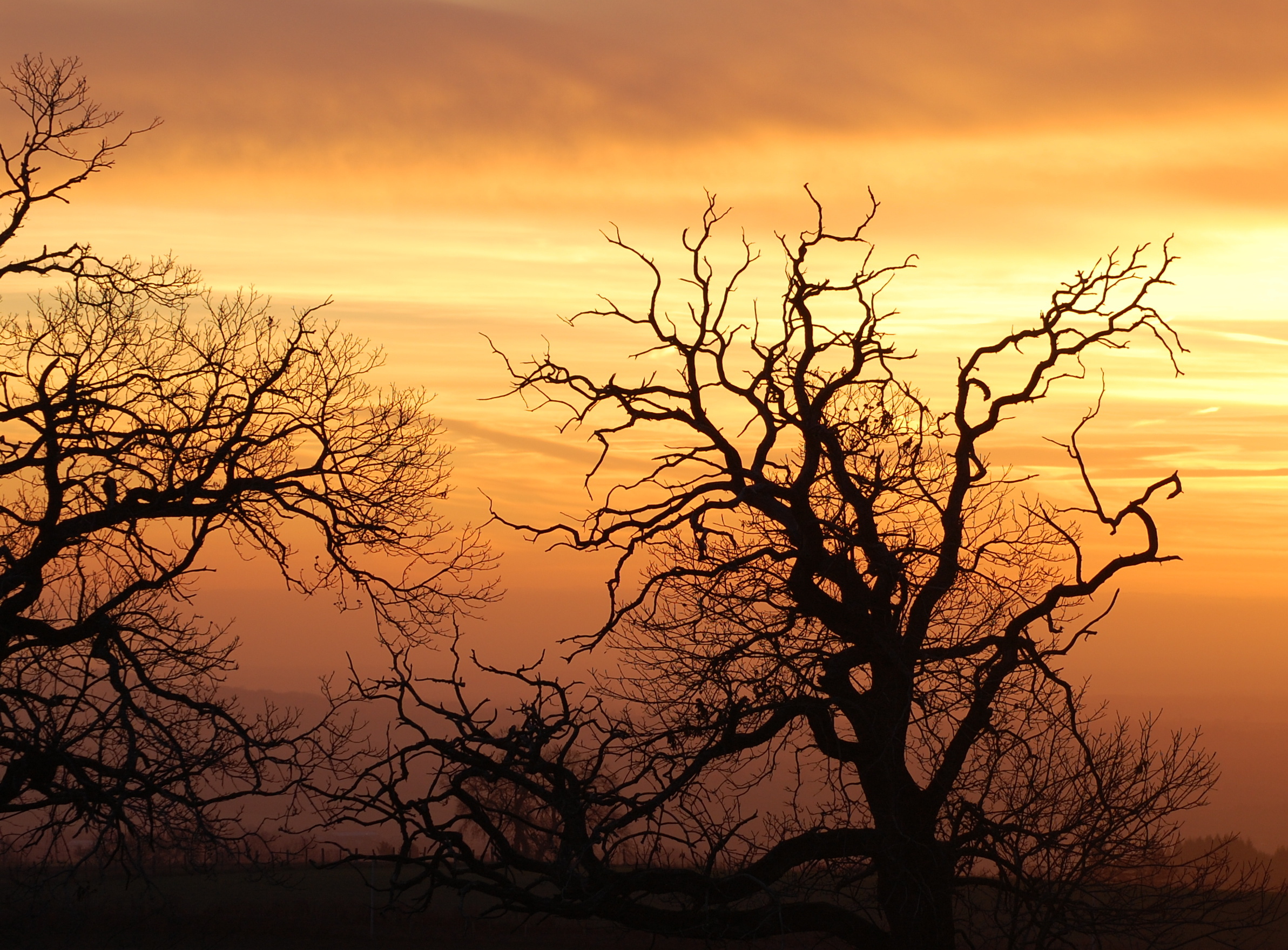 Download mobile wallpaper Trees, Silhouette, Tree, Earth for free.