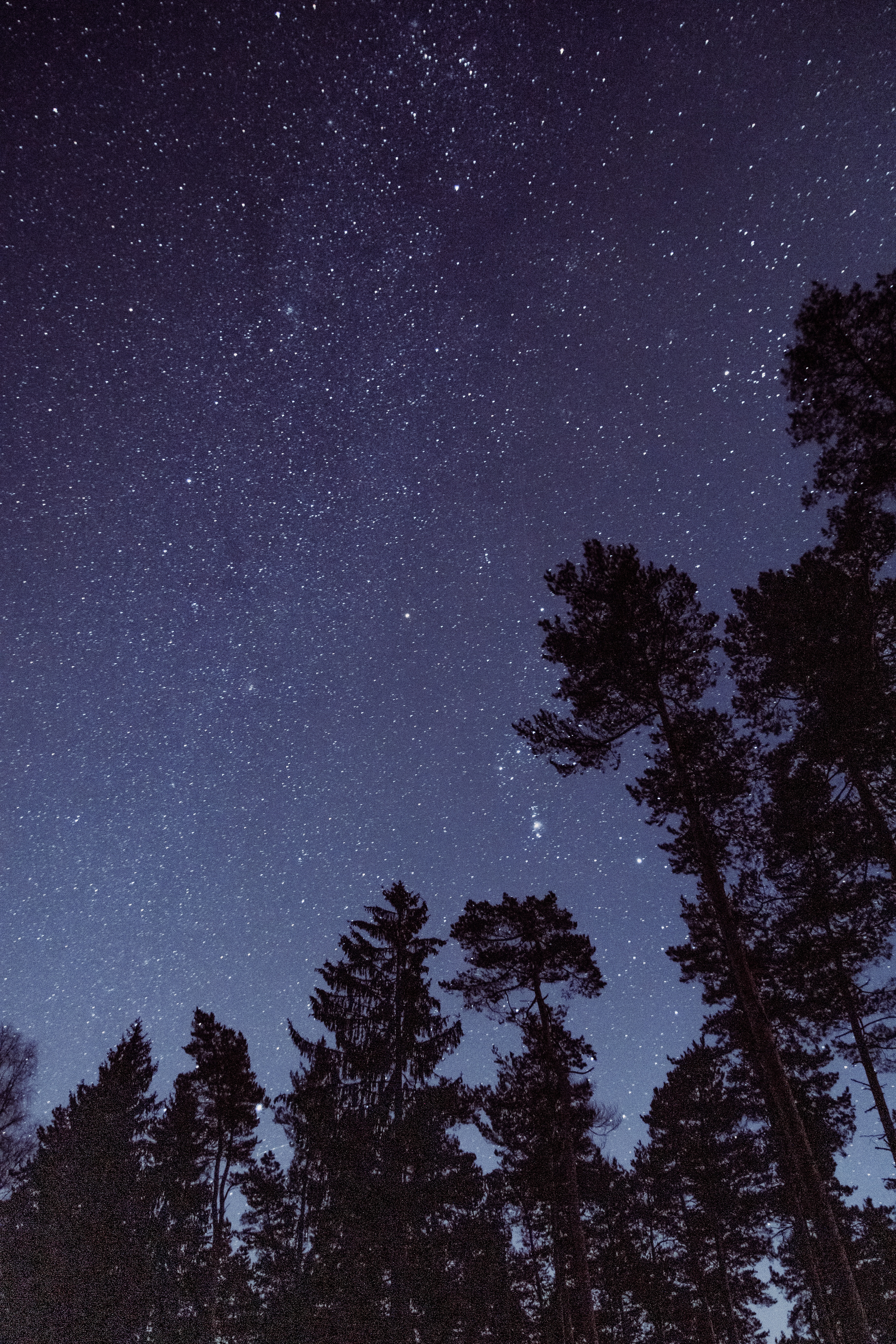 nature, trees, stars, night, starry sky, bottom view Image for desktop