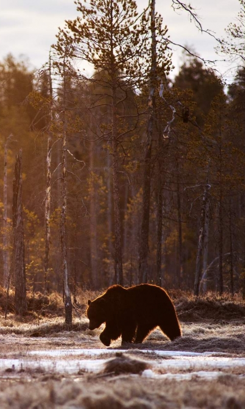 Handy-Wallpaper Tiere, Bären, Bär kostenlos herunterladen.