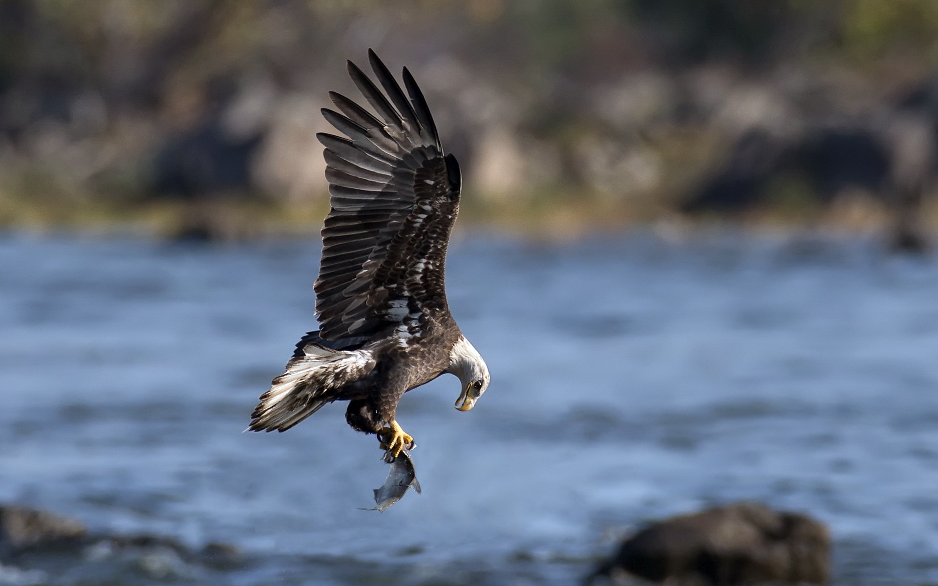 Laden Sie das Tiere, Vögel, Adler-Bild kostenlos auf Ihren PC-Desktop herunter