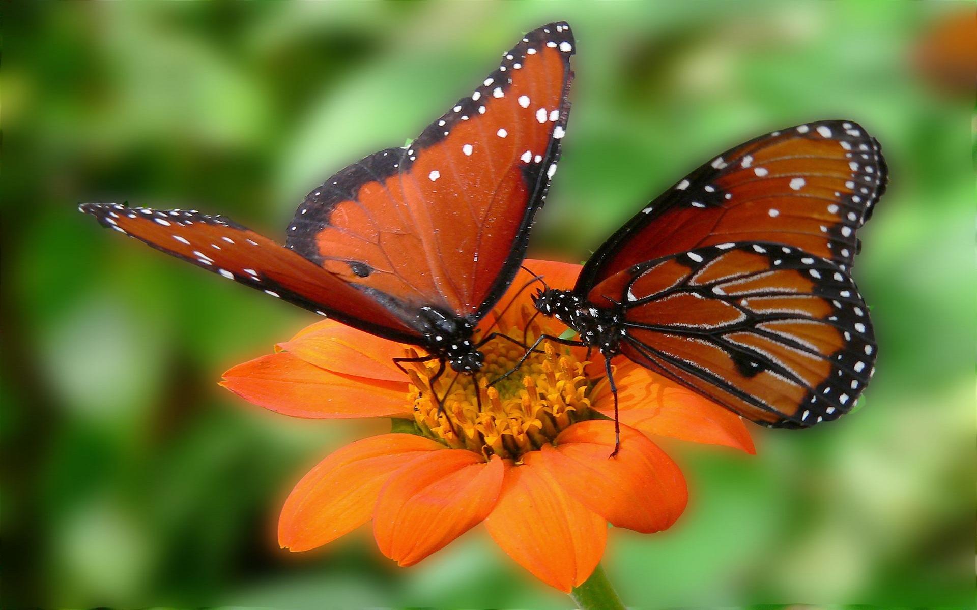 Handy-Wallpaper Tiere, Schmetterlinge, Blume, Orange Farbe) kostenlos herunterladen.