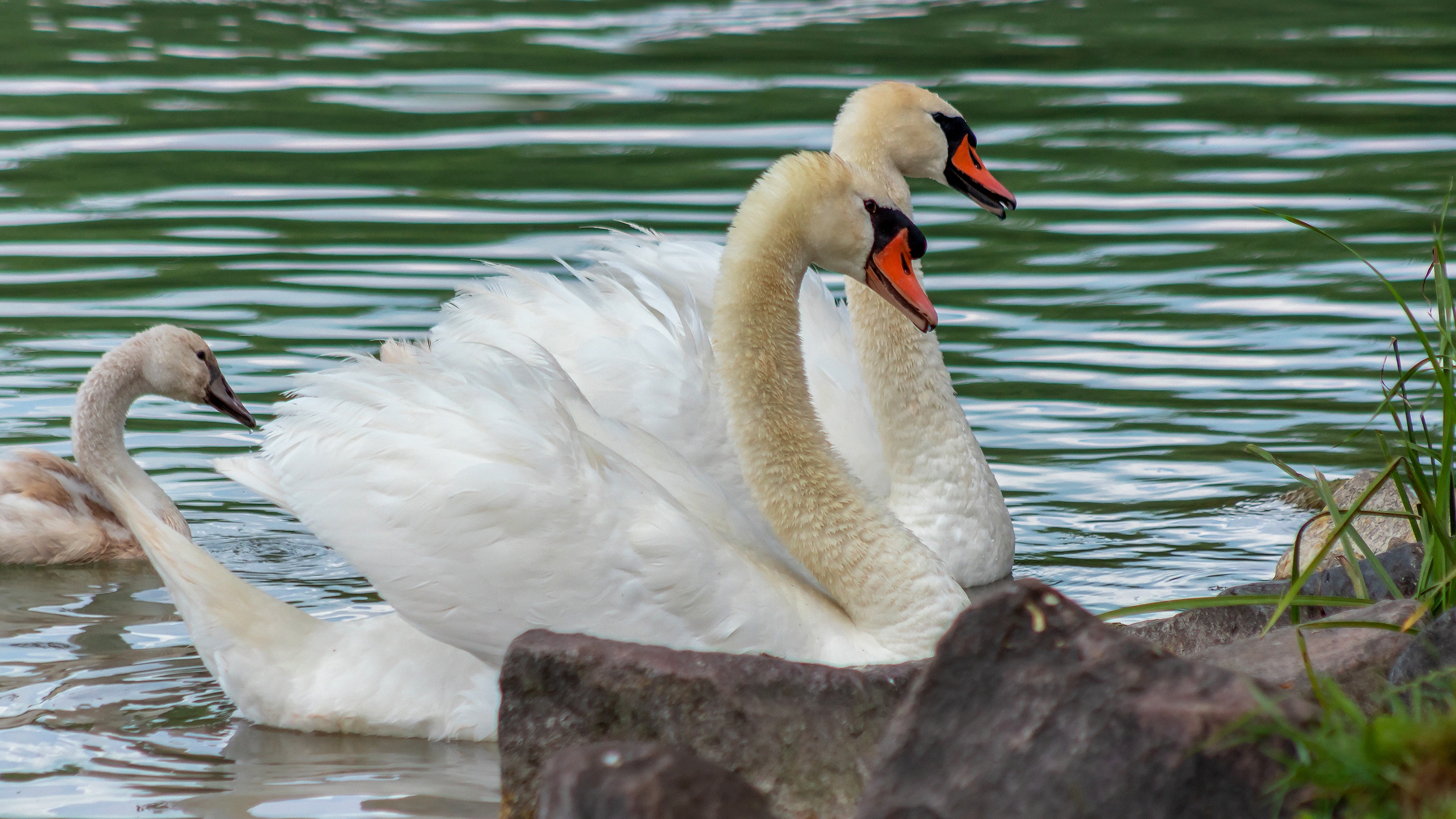 Baixe gratuitamente a imagem Animais, Aves, Cisne Mudo na área de trabalho do seu PC