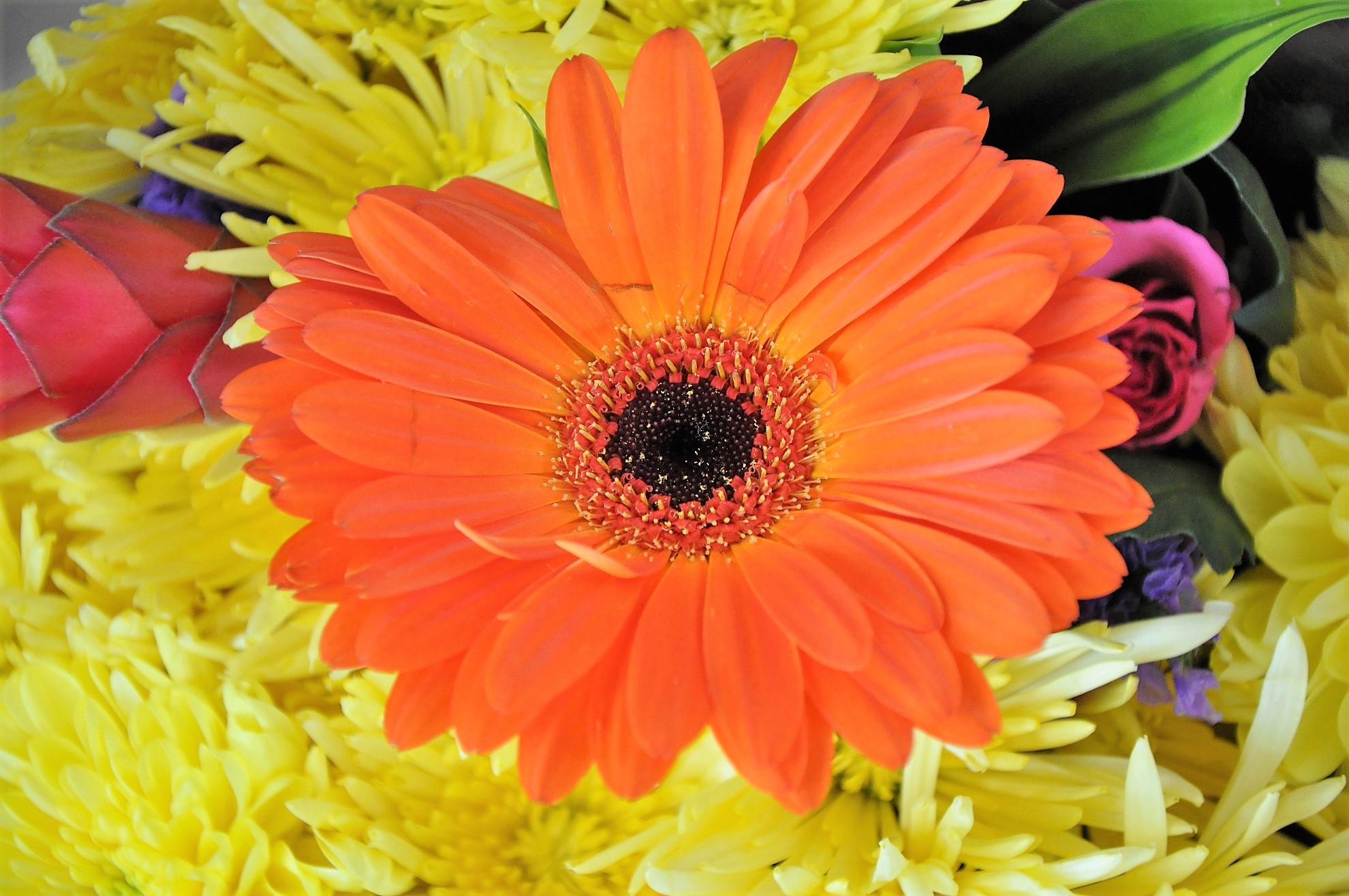 Laden Sie das Blume, Erde/natur, Orangene Blume-Bild kostenlos auf Ihren PC-Desktop herunter