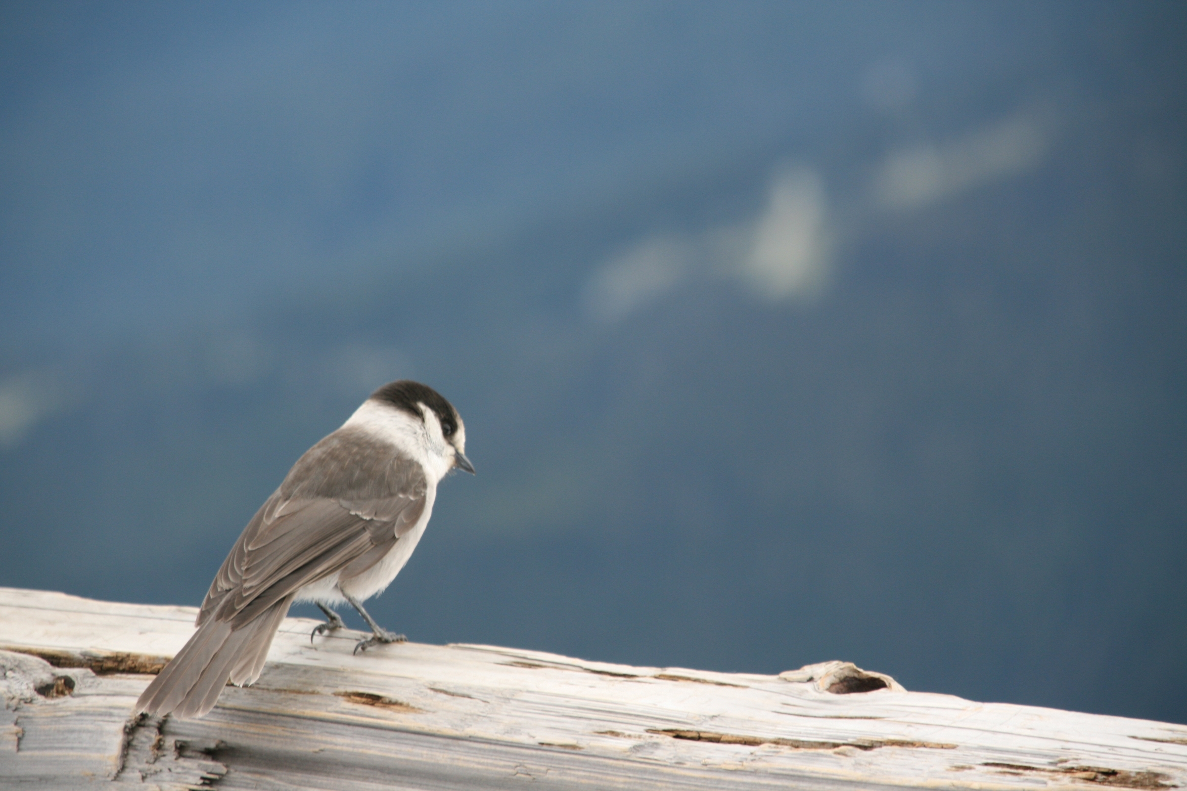 Baixar papel de parede para celular de Pássaro, Aves, Animais gratuito.