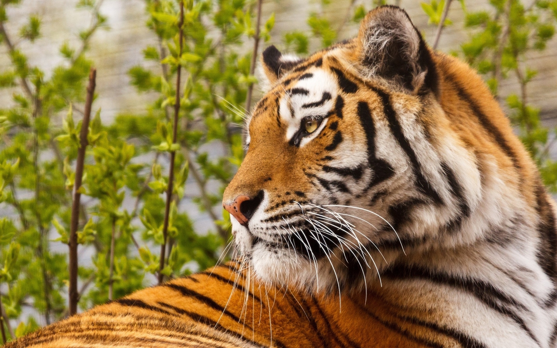 Téléchargez des papiers peints mobile Animaux, Chats, Tigre gratuitement.