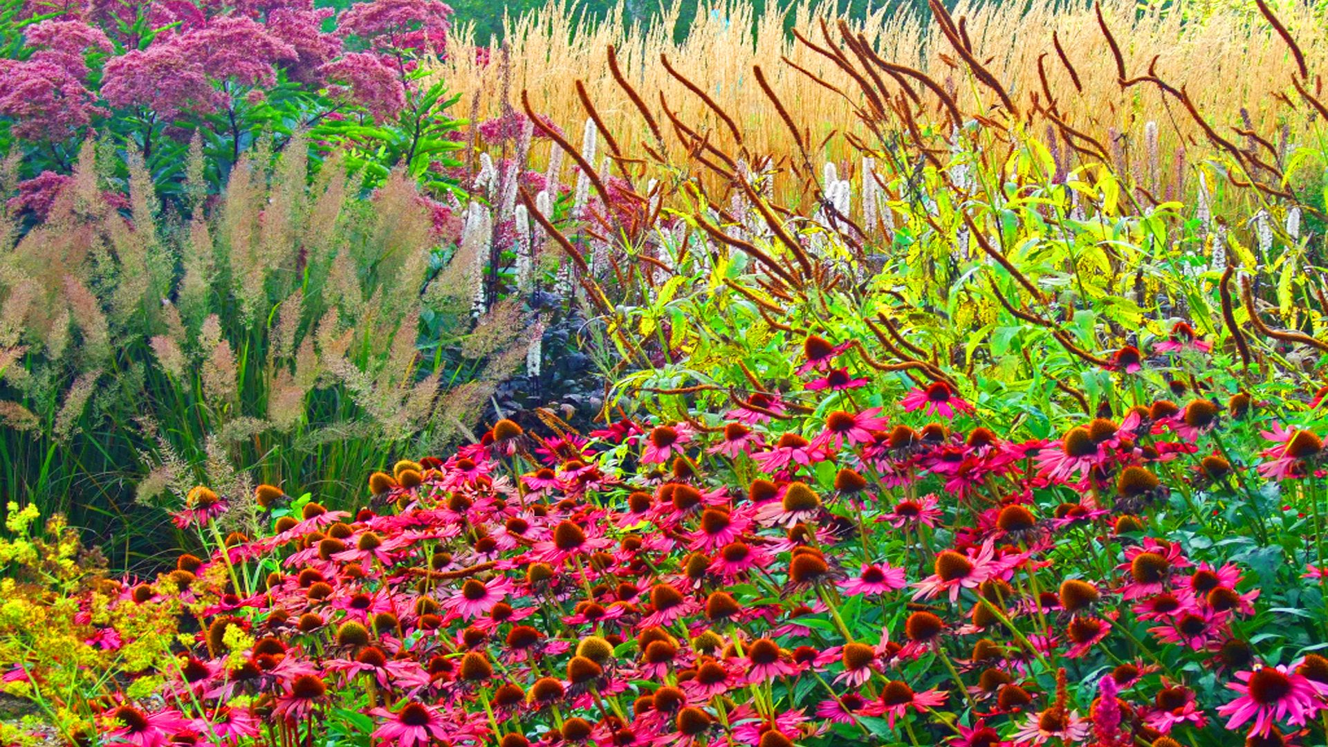 Descarga gratuita de fondo de pantalla para móvil de Flor, Planta, Flor Rosa, Colores, Vistoso, Primavera, Tierra/naturaleza.