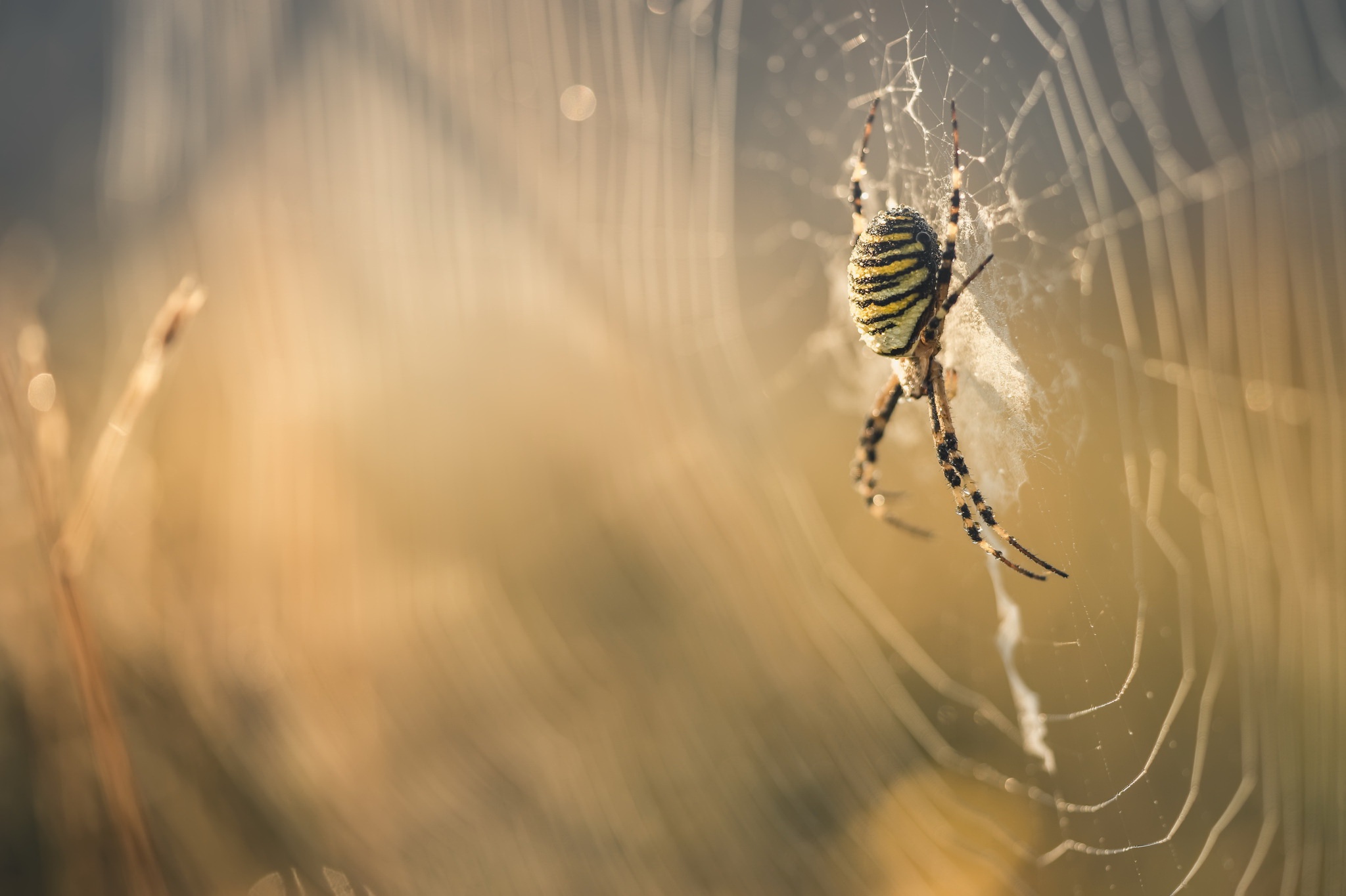 421569 Hintergrundbild herunterladen tiere, spinne, spinnentier, makro, spinnennetz, spinnen - Bildschirmschoner und Bilder kostenlos