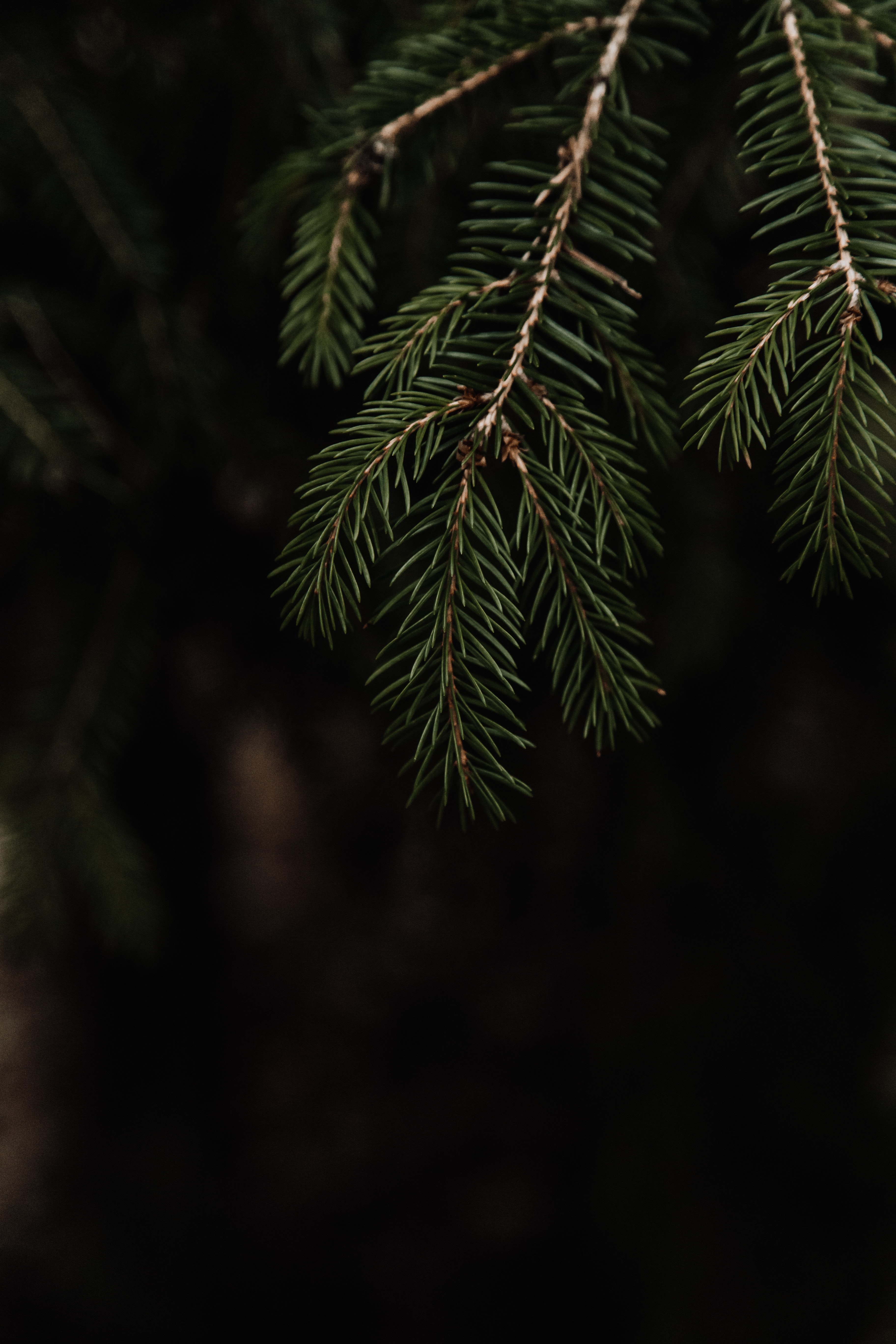 nature, needle, branch, spruce, fir HD wallpaper