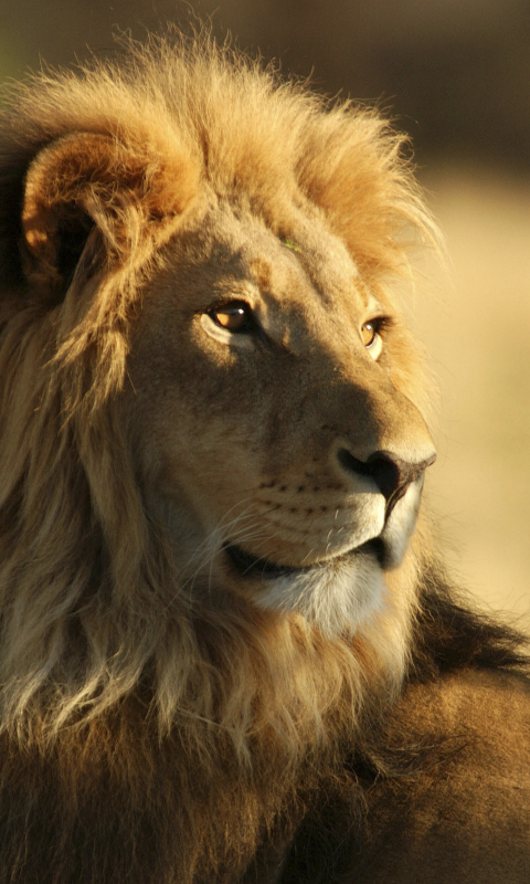 Téléchargez des papiers peints mobile Animaux, Chats, Lion gratuitement.