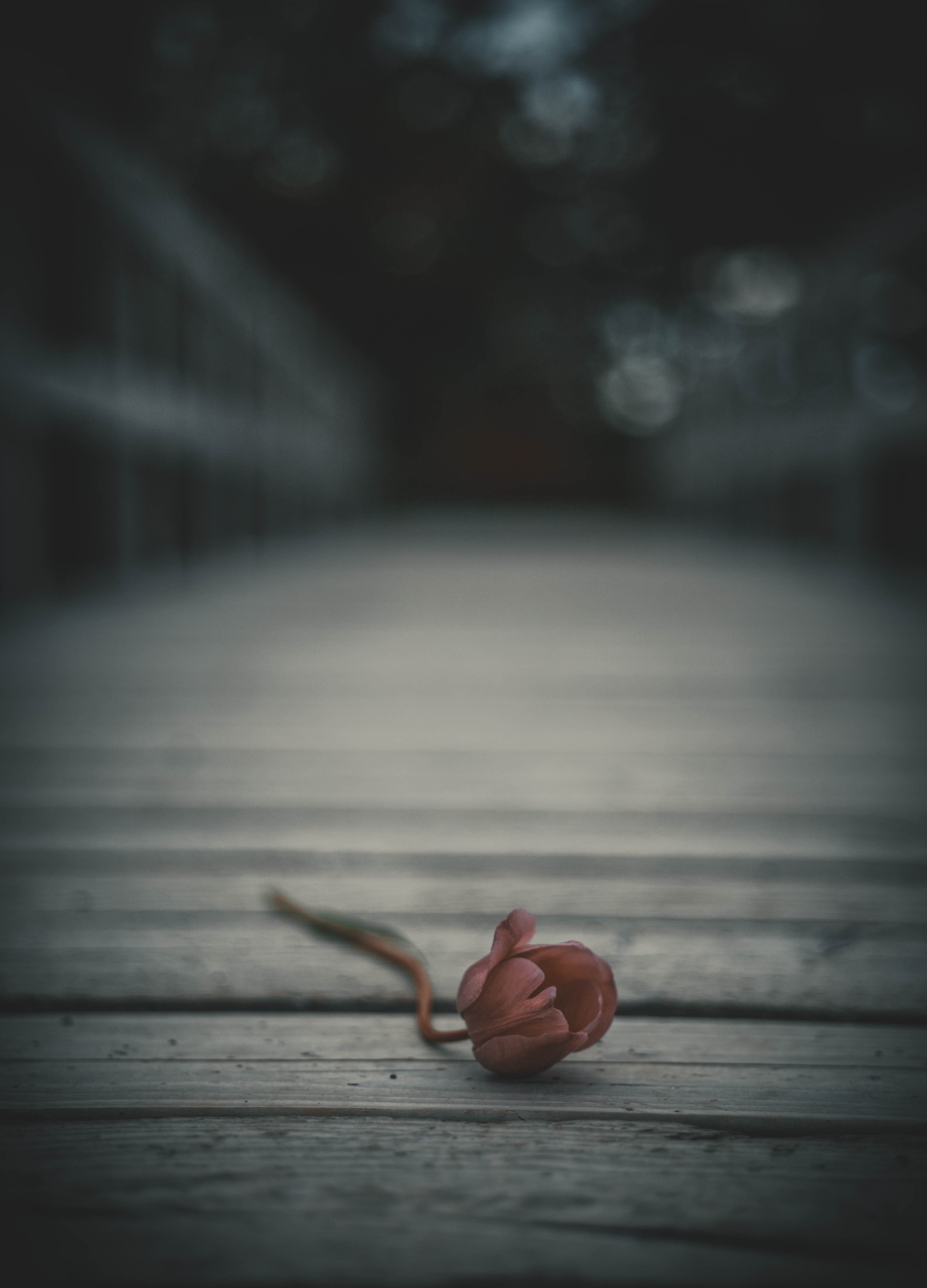 lonely, flowers, flower, bud, blur, smooth, alone, tulip Free Stock Photo