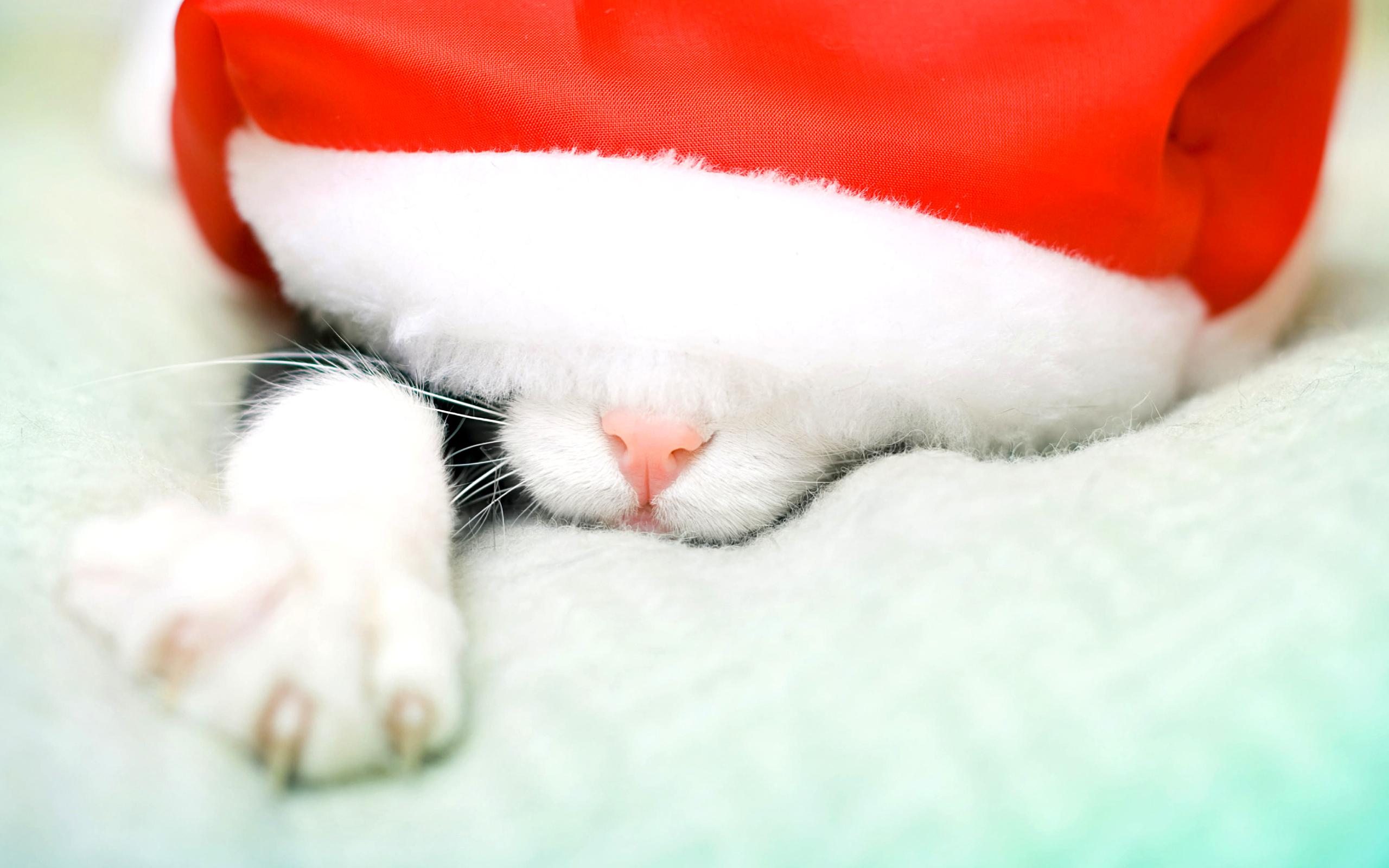 Handy-Wallpaper Weihnachtsmütze, Weihnachten, Feiertage, Katze kostenlos herunterladen.