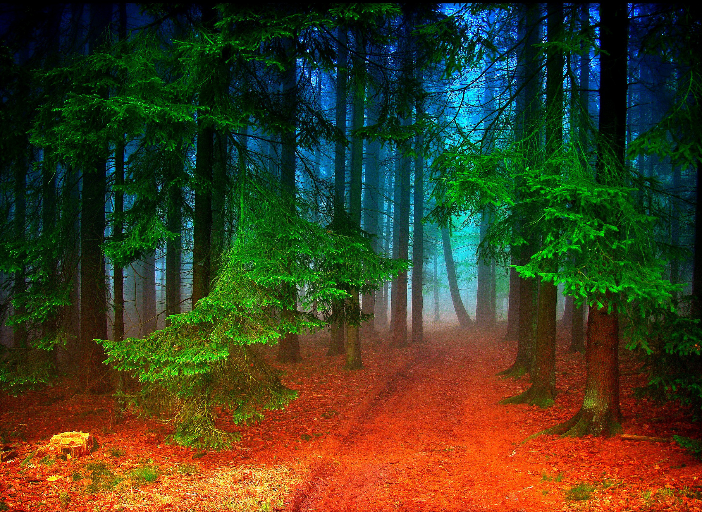 Скачать обои бесплатно Осень, Лес, Дерево, Туман, Земля/природа картинка на рабочий стол ПК