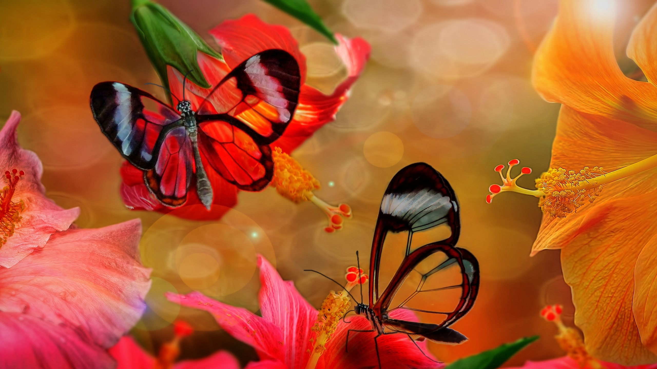 733663 baixar papel de parede animais, borboleta, colorido, flor, hibisco - protetores de tela e imagens gratuitamente