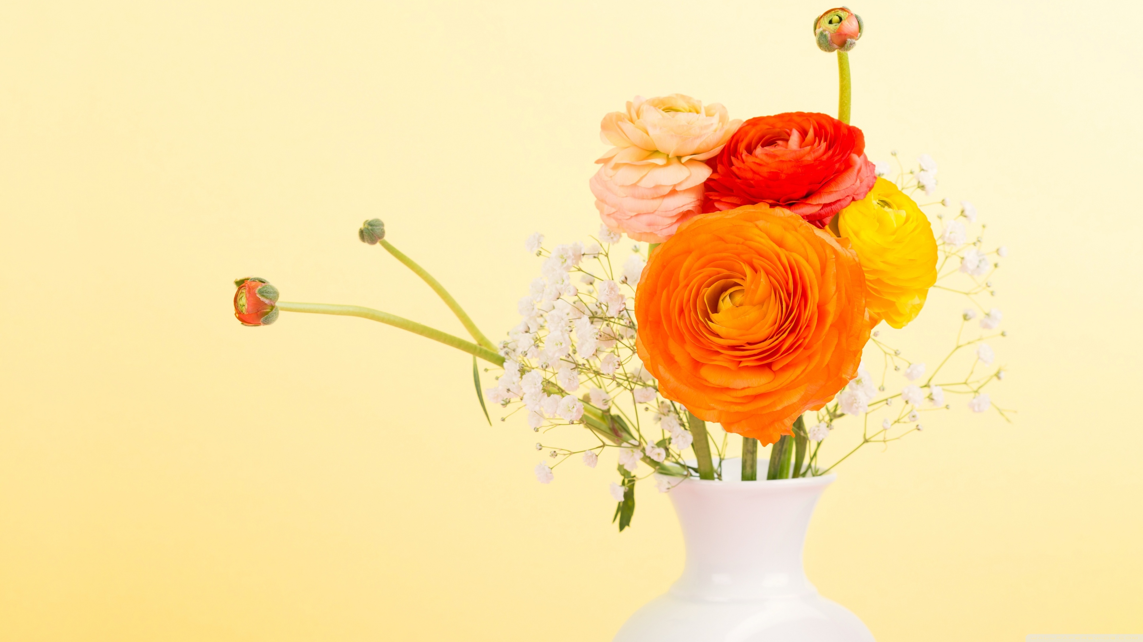 colorful, man made, flower, buttercup, orange flower, vase