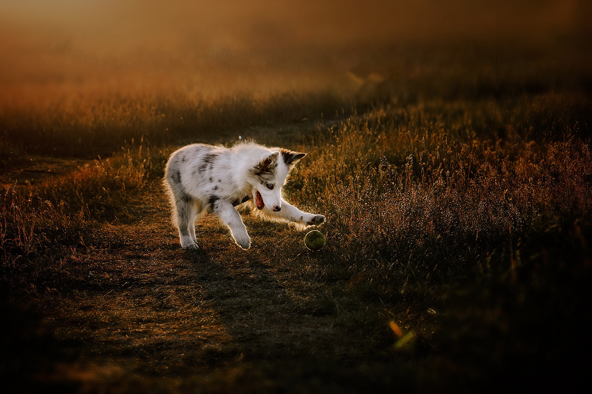 Descarga gratuita de fondo de pantalla para móvil de Animales, Perros, Perro, Cachorro, Bebe Animal, Collie De La Frontera.