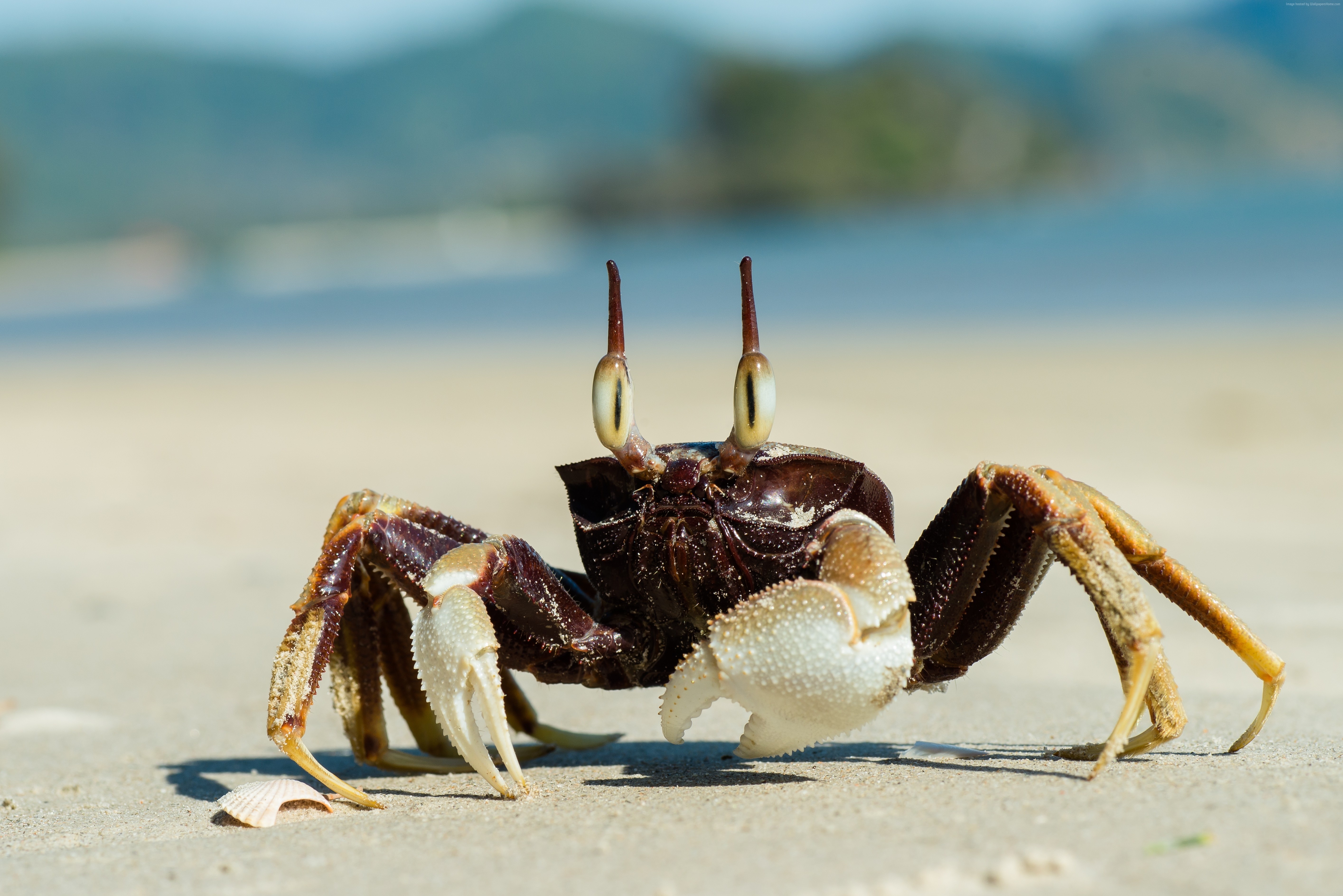 Download mobile wallpaper Animal, Crab, Sea Life for free.