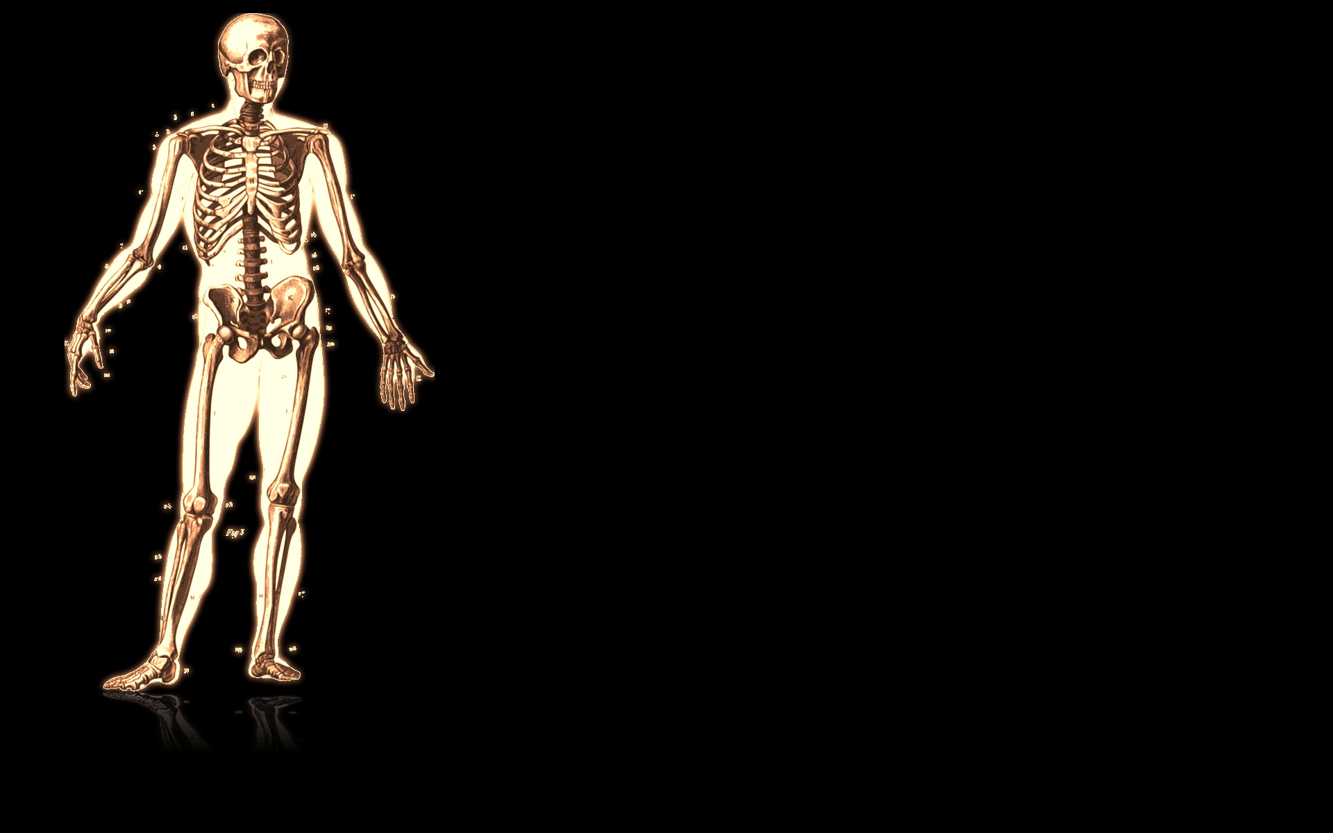 PCデスクトップに芸術的, 解剖学画像を無料でダウンロード