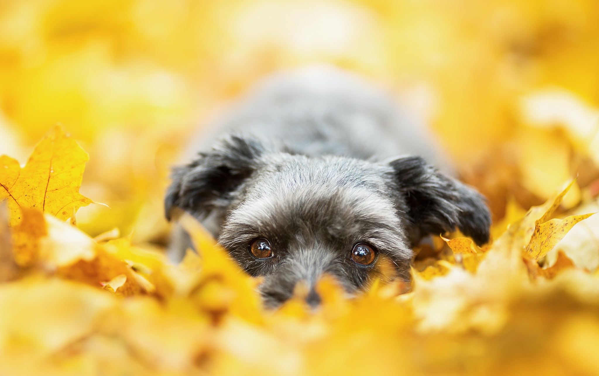 Download mobile wallpaper Dogs, Dog, Blur, Leaf, Fall, Animal, Terrier, Lying Down, Stare for free.