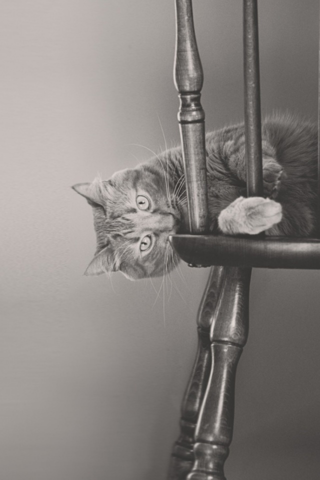 Download mobile wallpaper Cats, Cat, Animal, Black & White for free.