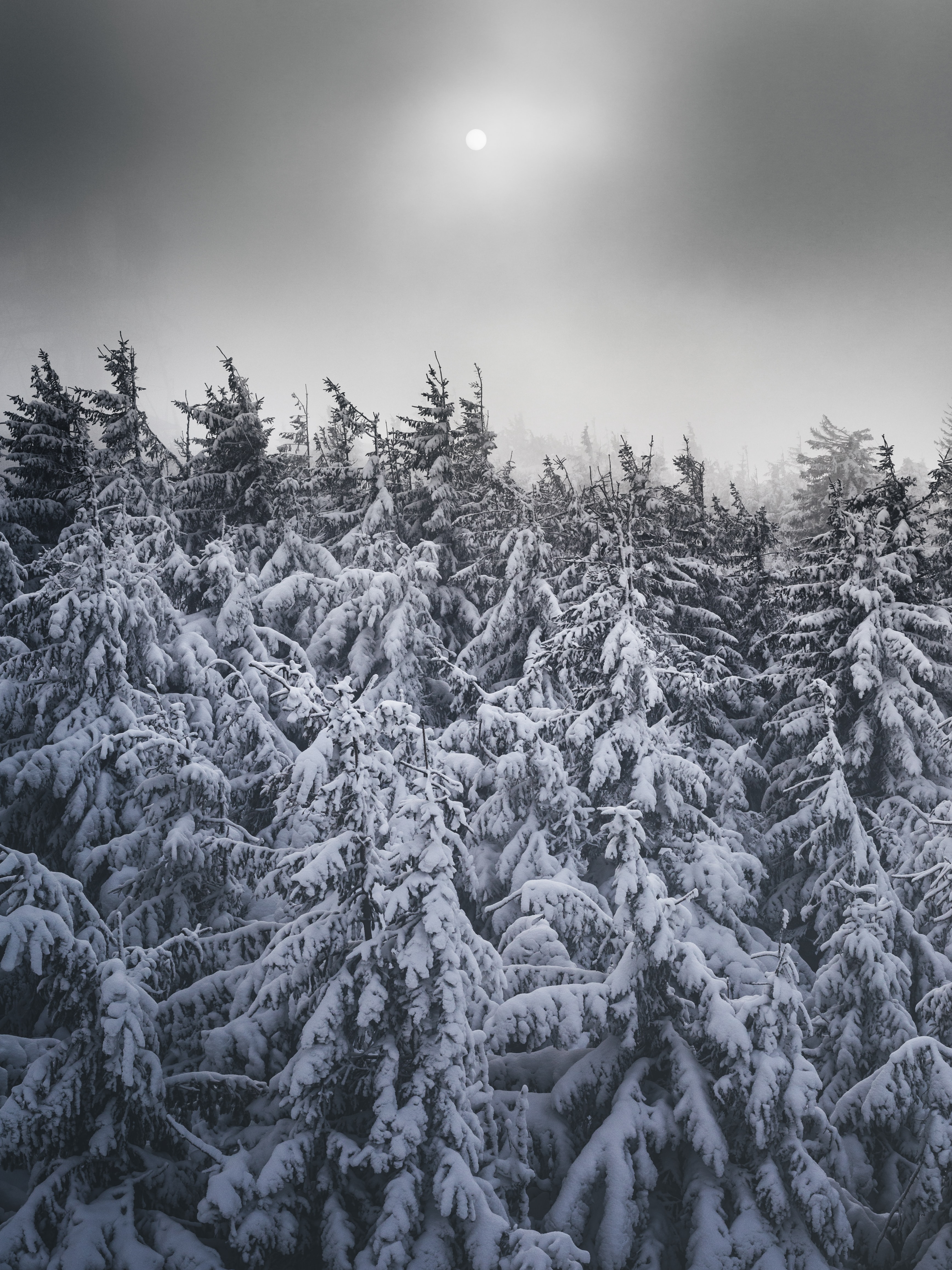 winter, nature, trees, snow, fir trees, snow covered, snowbound UHD
