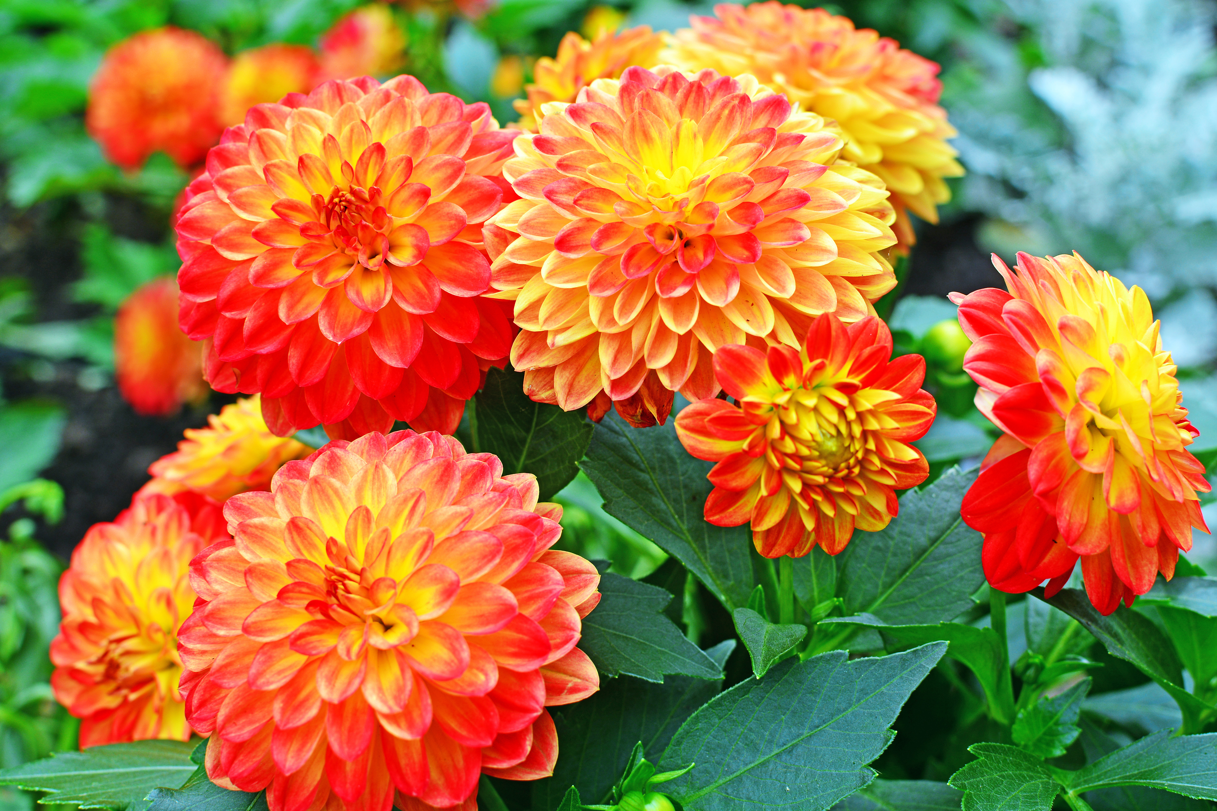 Téléchargez gratuitement l'image Fleurs, Fleur, Dahlia, Terre/nature, Fleur D'oranger sur le bureau de votre PC
