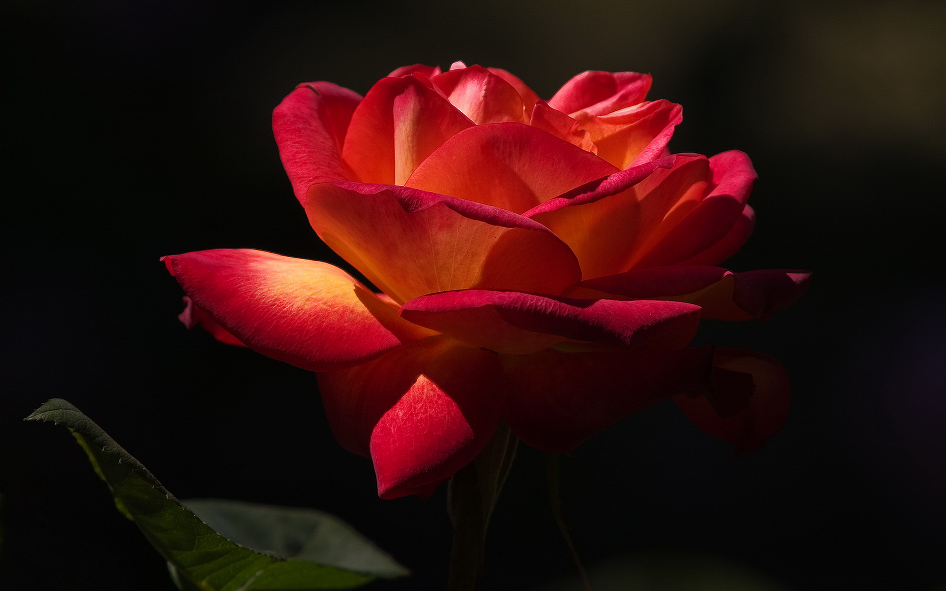 Descarga gratuita de fondo de pantalla para móvil de Flores, Rosa, Flor, Tierra/naturaleza.