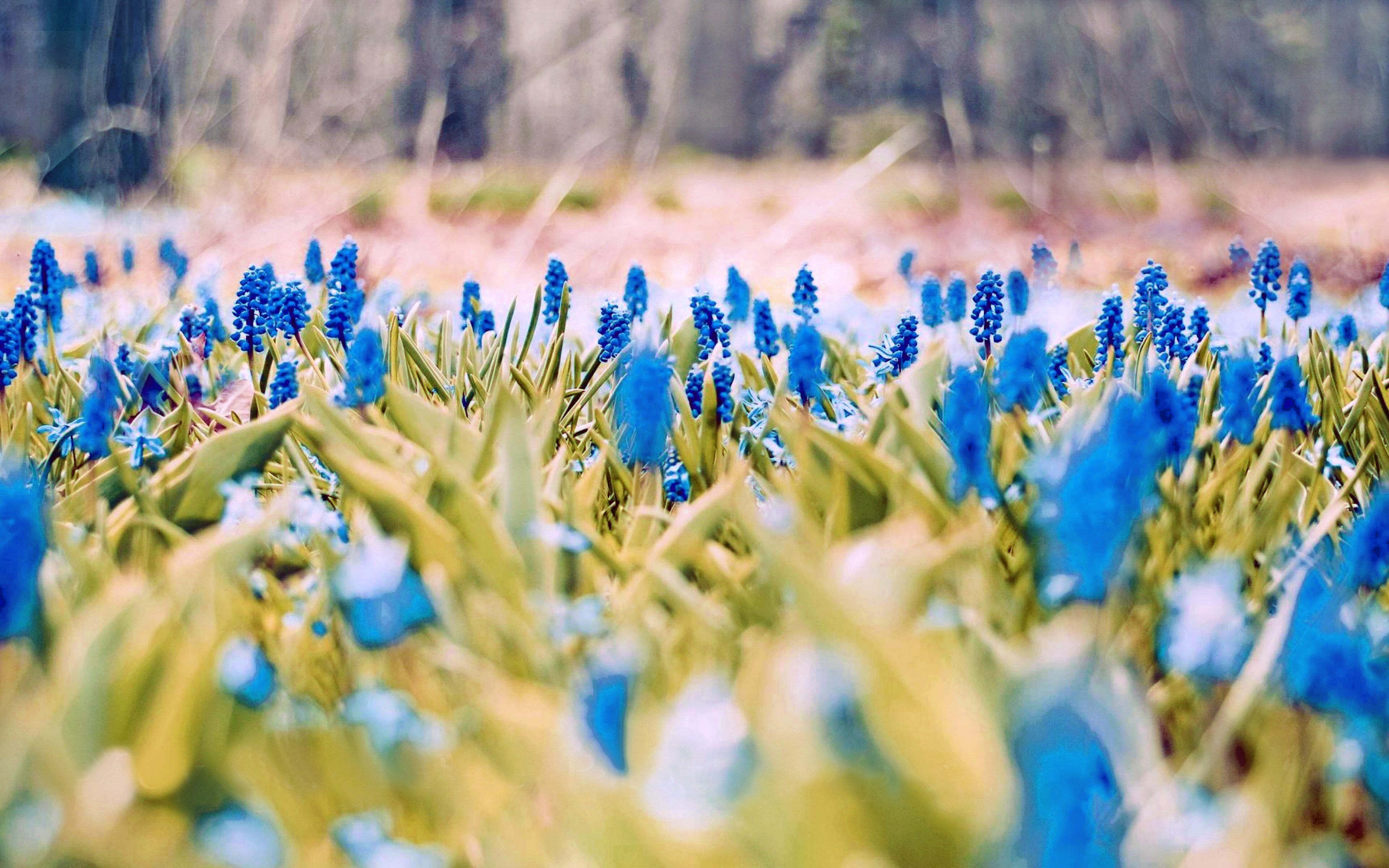 Завантажити шпалери Синя Квітка на телефон безкоштовно