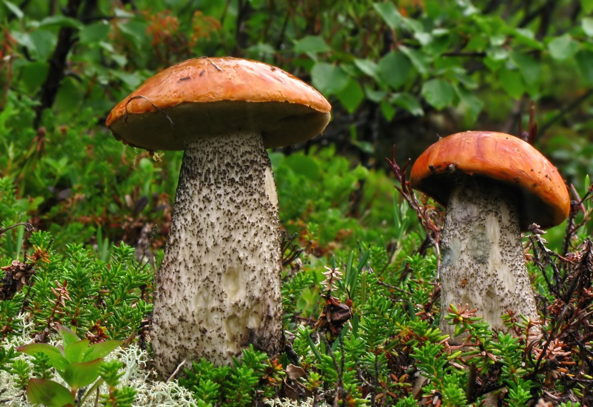 Téléchargez des papiers peints mobile Champignon, Terre/nature gratuitement.