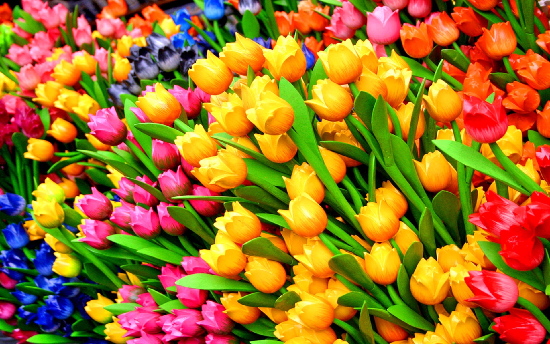 Скачати мобільні шпалери Квітка, Земля, Барвистий, Тюльпан, Жовта Квітка, Кольори, Червона Квітка, Рожева Квітка, Апельсинова Квітка, Синя Квітка, Флауерзи безкоштовно.