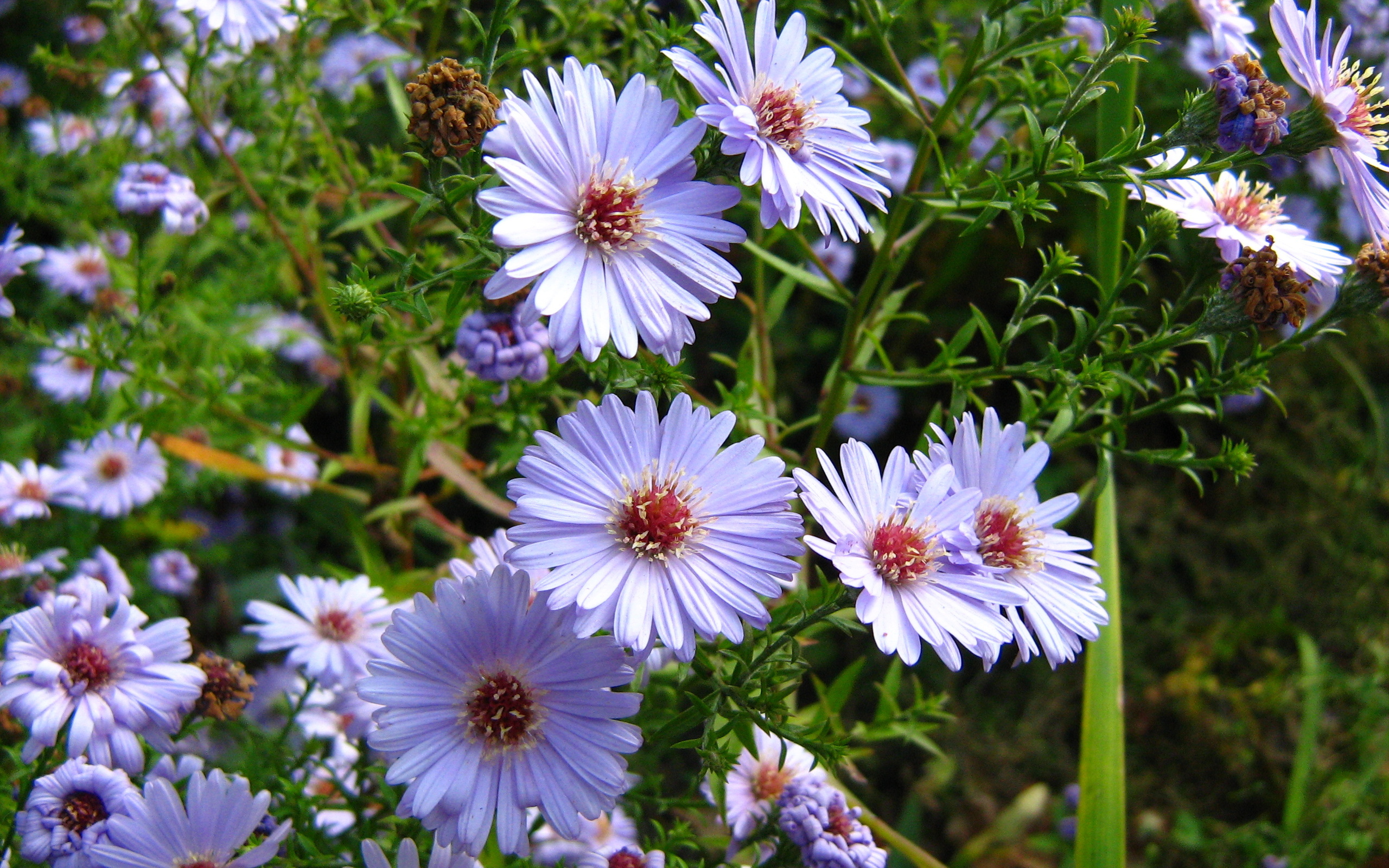 Téléchargez gratuitement l'image Fleurs, Marguerite, Terre/nature sur le bureau de votre PC