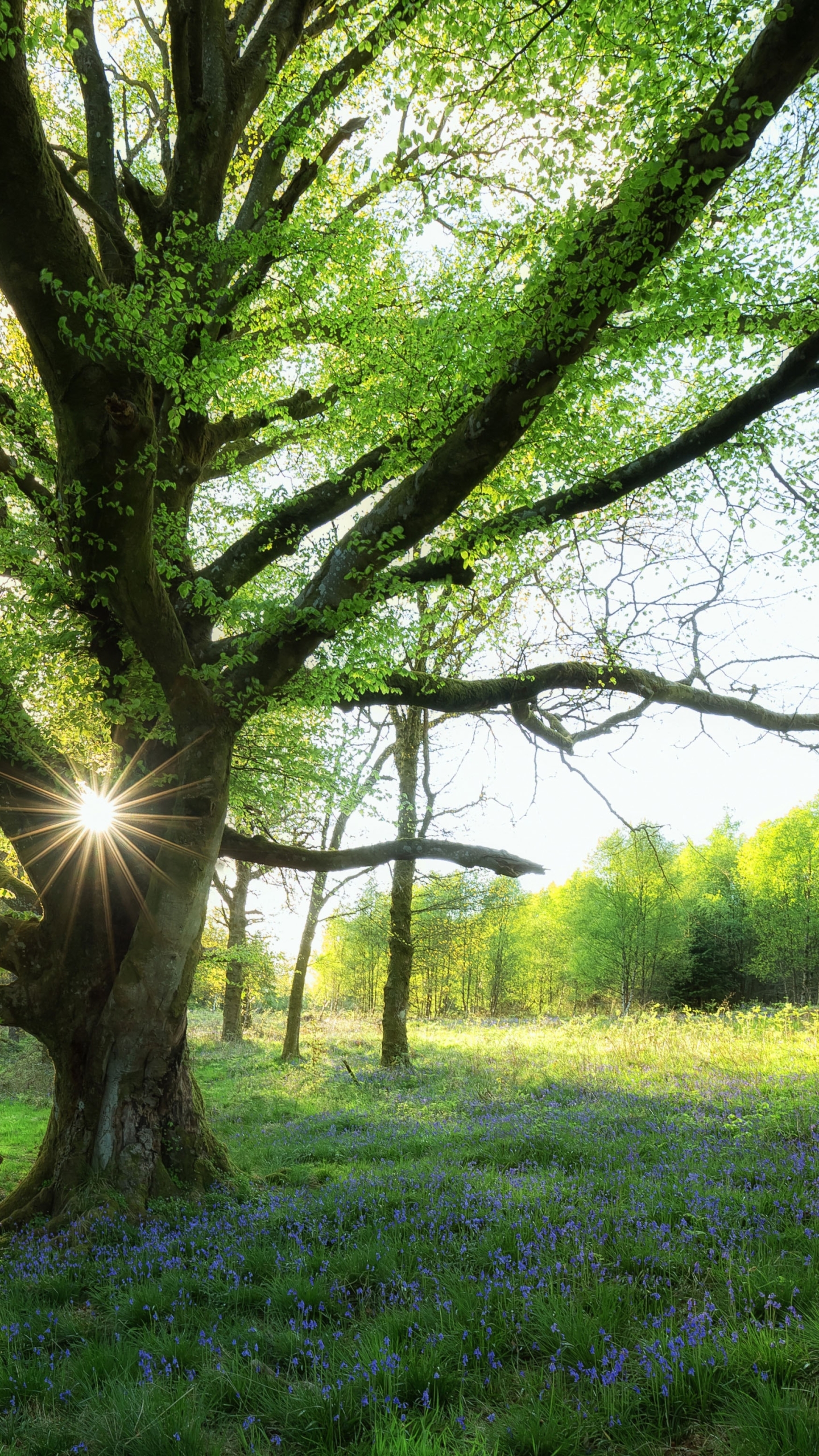 Скачати мобільні шпалери Дерева, Ліс, Дерево, Земля, Весна, Сонячний Промінь, Sunbean безкоштовно.
