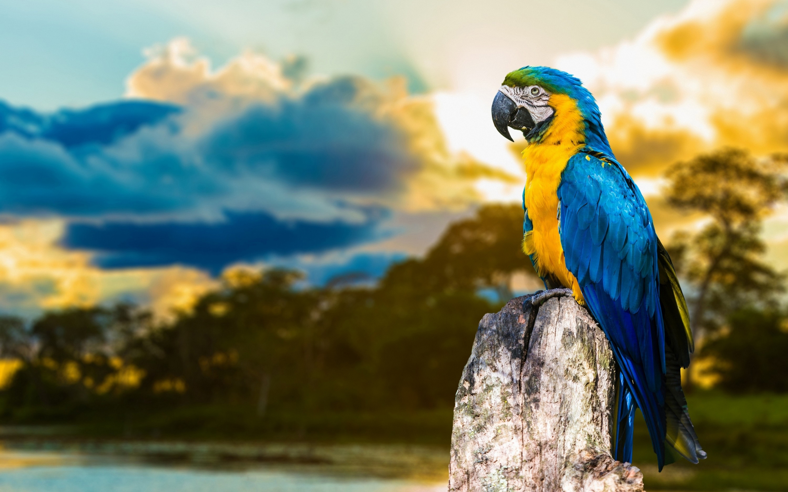 335735壁紙のダウンロード動物, 青と黄色のコンゴウインコ, 鳥-スクリーンセーバーと写真を無料で