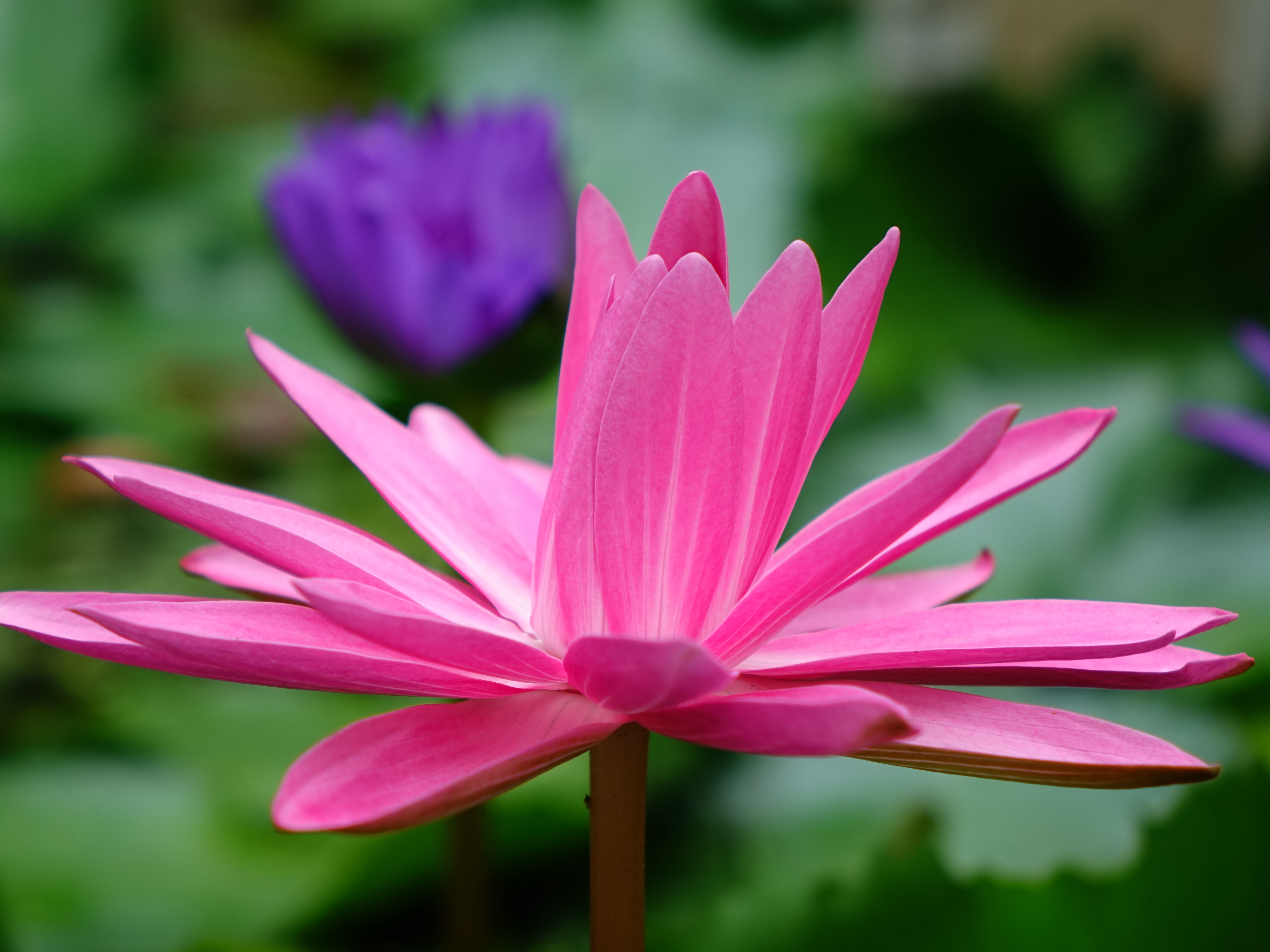 Free download wallpaper Flowers, Lotus, Flower, Petals, Pink on your PC desktop