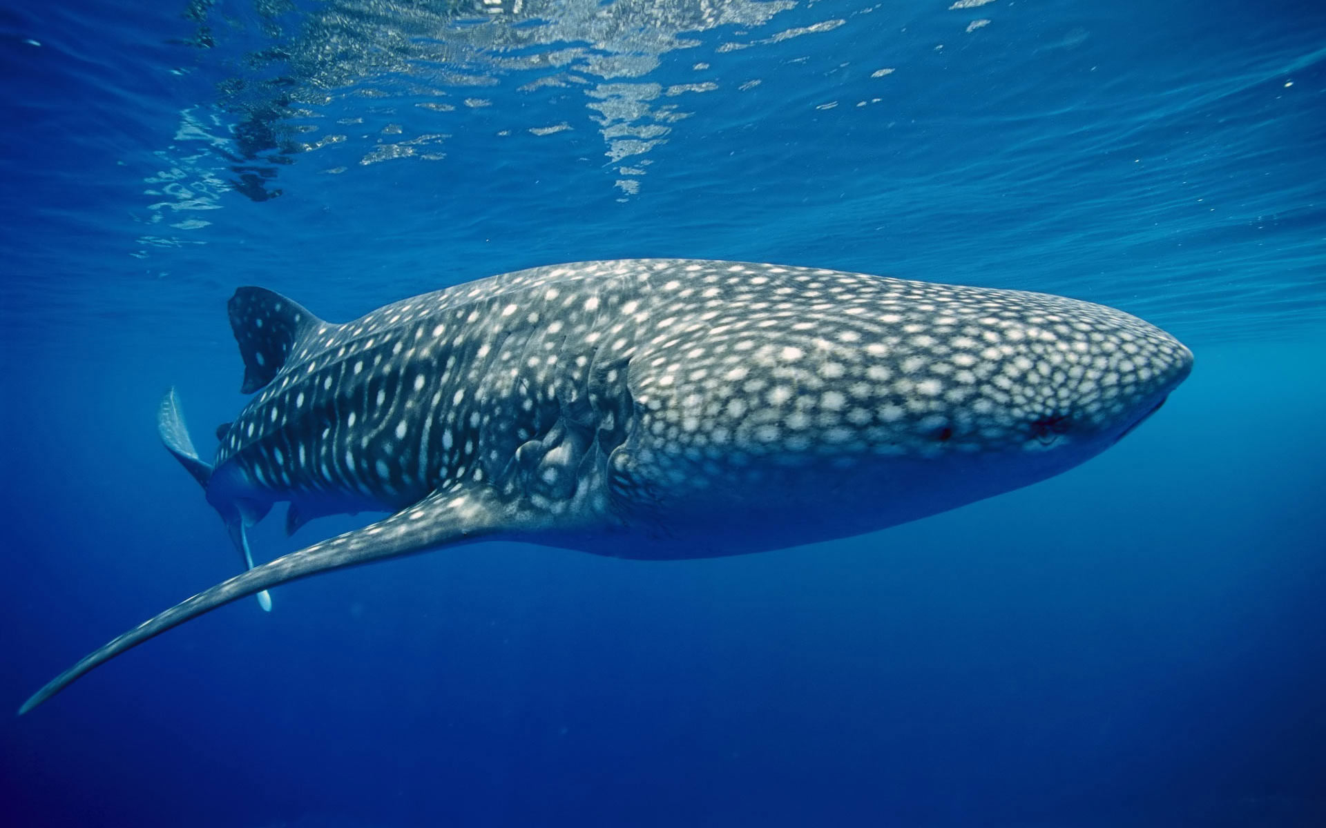 Завантажити шпалери Китова Акула на телефон безкоштовно