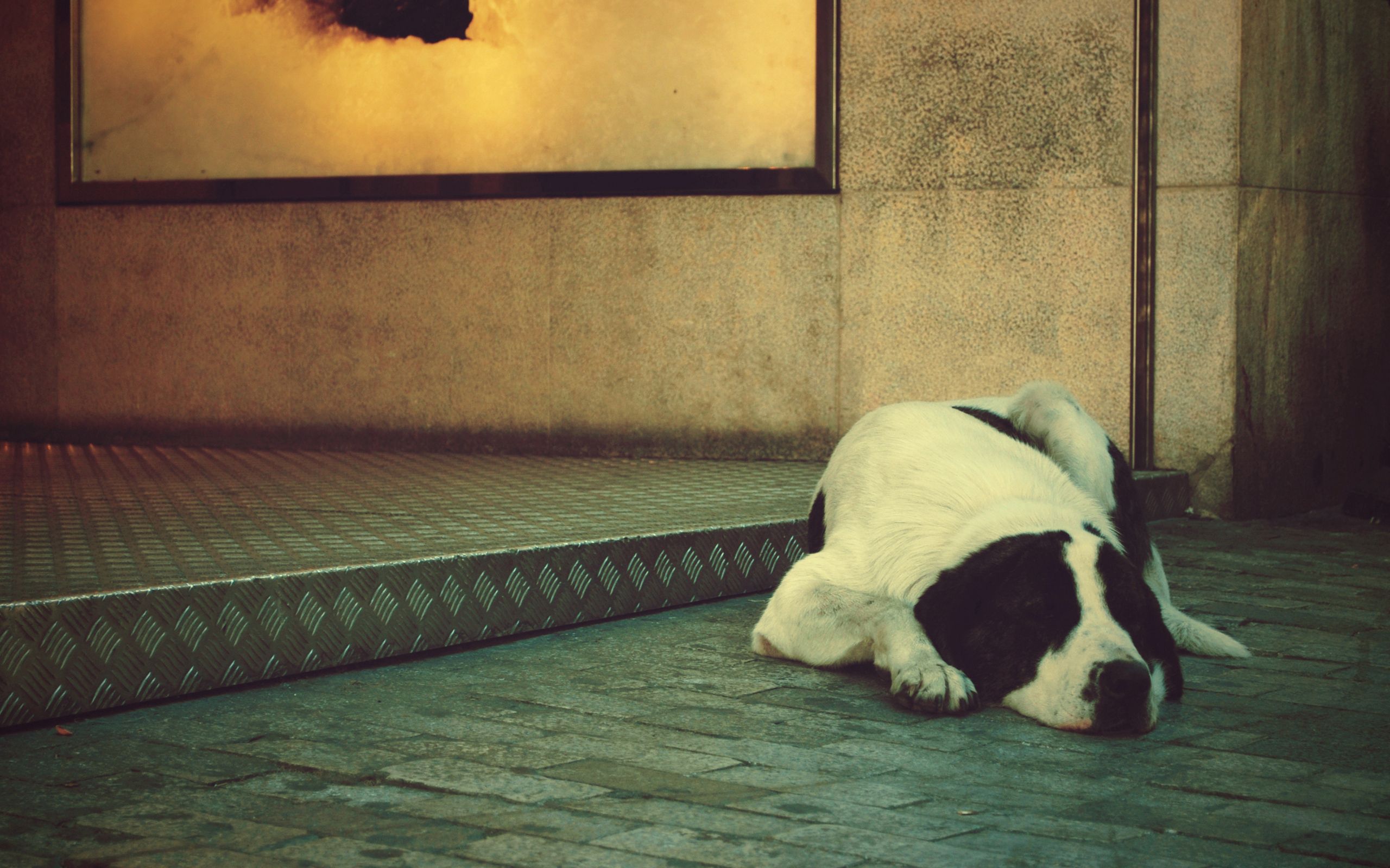 Download mobile wallpaper Lie, To Lie Down, Spotty, Dog, Muzzle, Spotted, Waiting, Animals, Expectation for free.