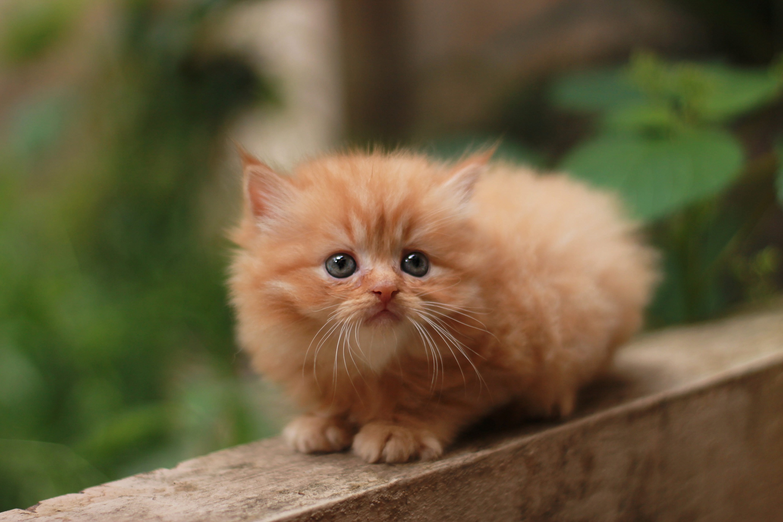 無料モバイル壁紙動物, ネコ, 猫, 子猫, 赤ちゃん動物をダウンロードします。