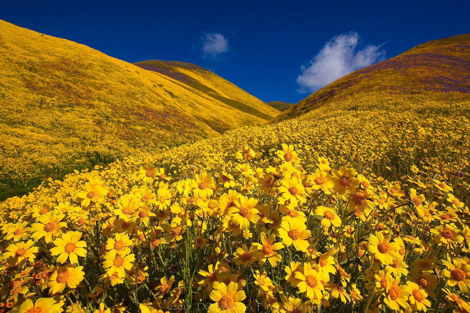 Скачать картинку Цветок, Холм, Калифорния, Желтый Цветок, Земля/природа, Флауэрсы в телефон бесплатно.