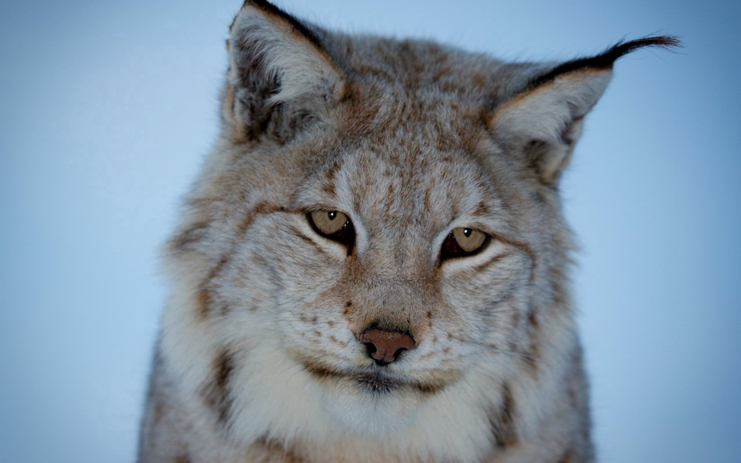 PCデスクトップに動物, アイリス, プレデター, 山猫, 野生の猫, 捕食者画像を無料でダウンロード