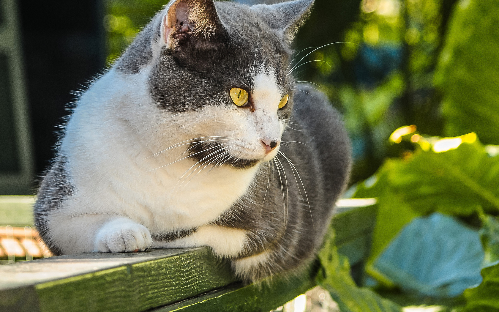 Handy-Wallpaper Tiere, Katze kostenlos herunterladen.