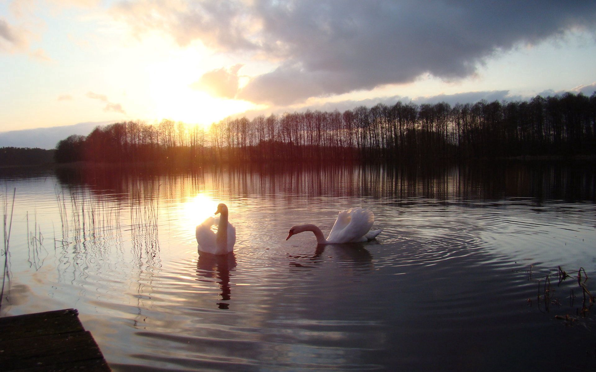 animals, sun, swans, lake, silhouette, bird