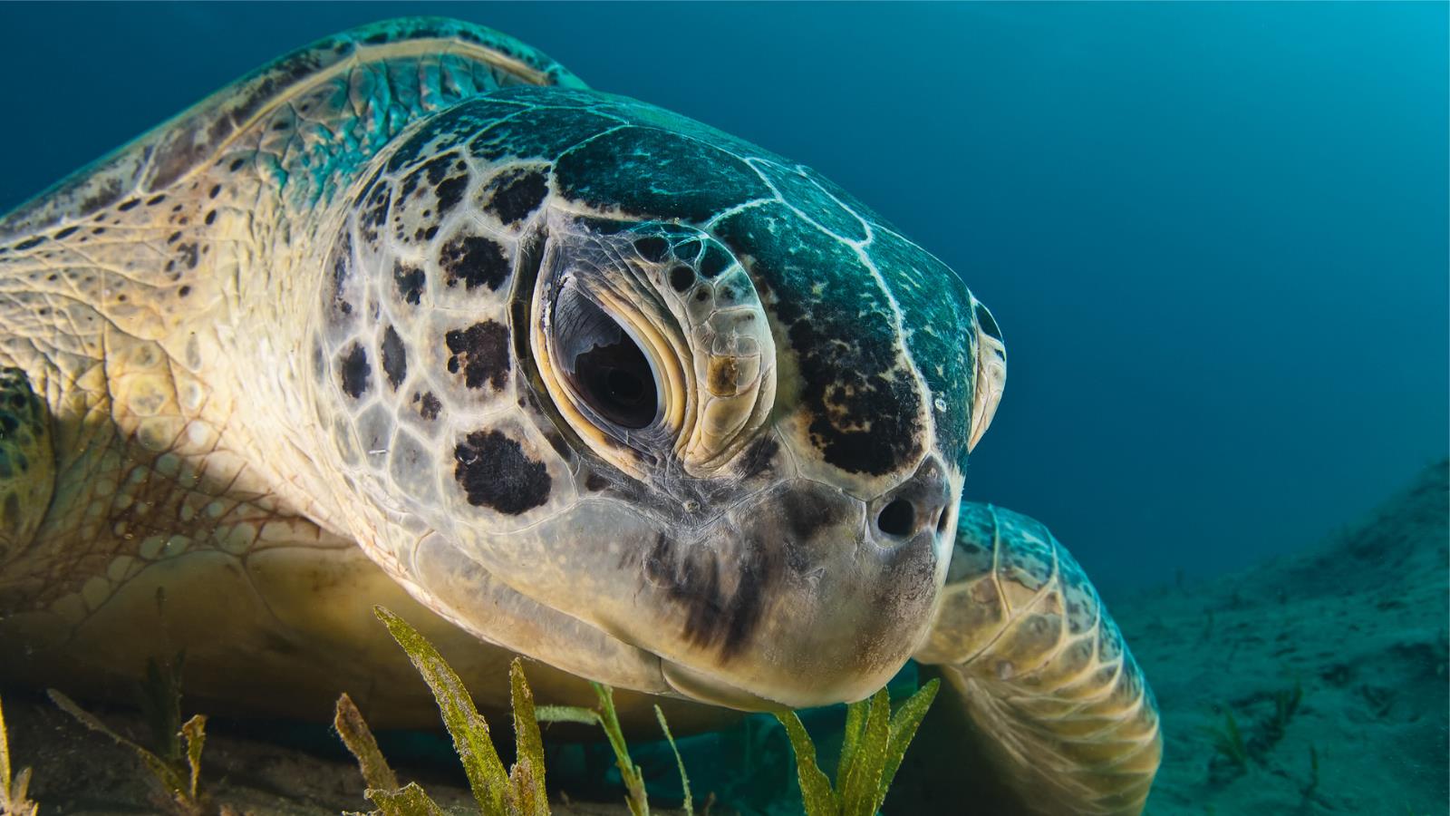 1476554 скачать картинку морская черепаха, животные - обои и заставки бесплатно