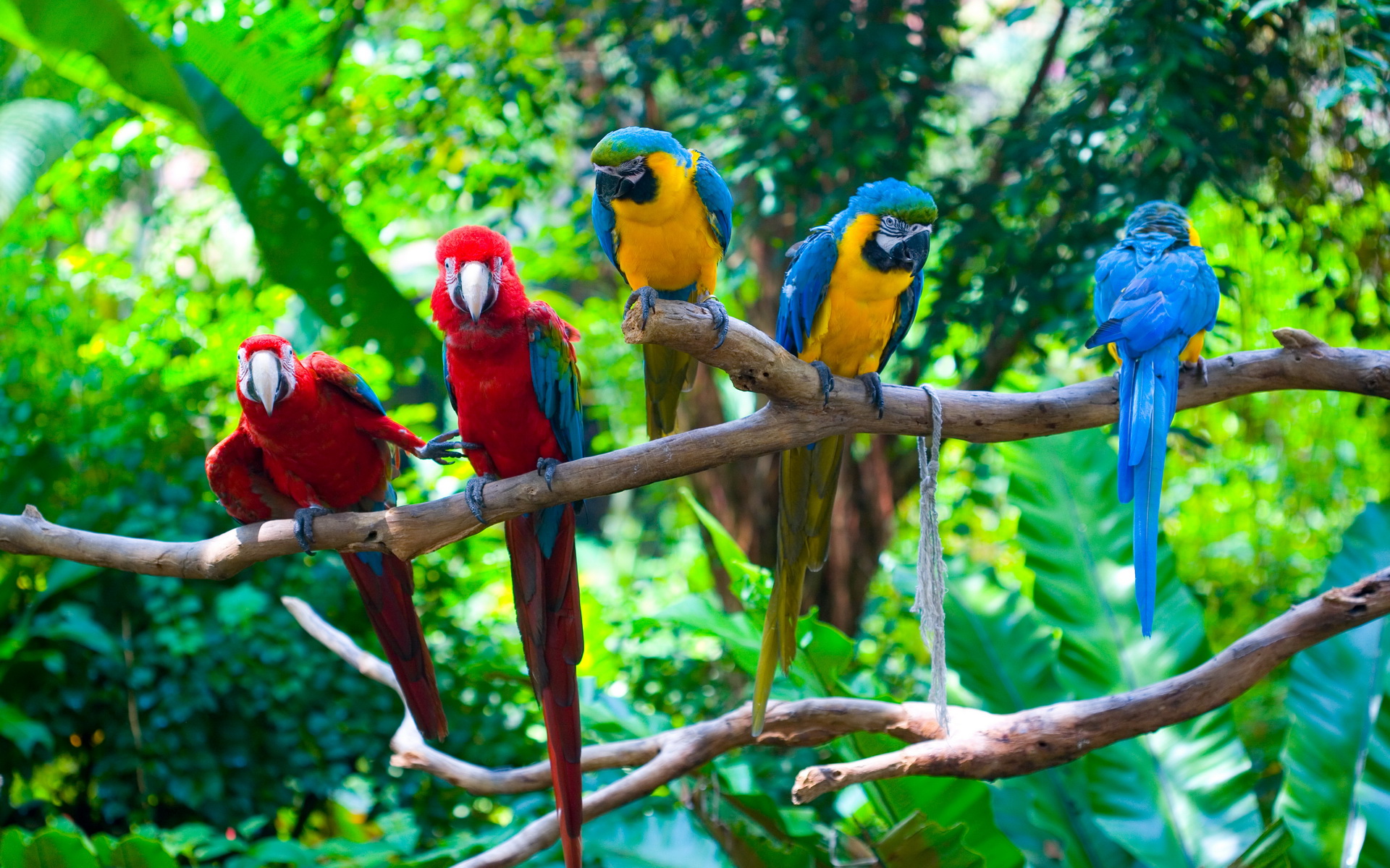 Free download wallpaper Animal, Macaw on your PC desktop