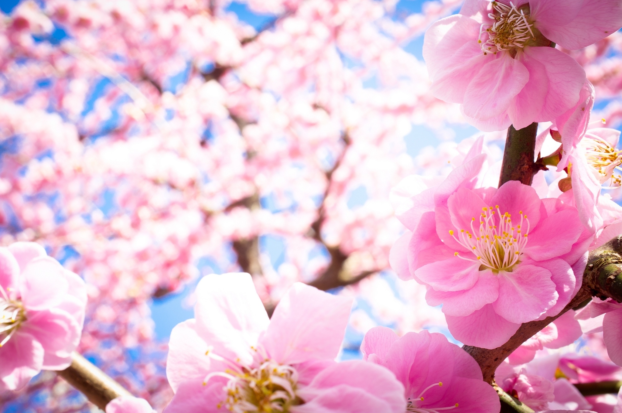 Descarga gratuita de fondo de pantalla para móvil de Flores, Florecer, Tierra/naturaleza.