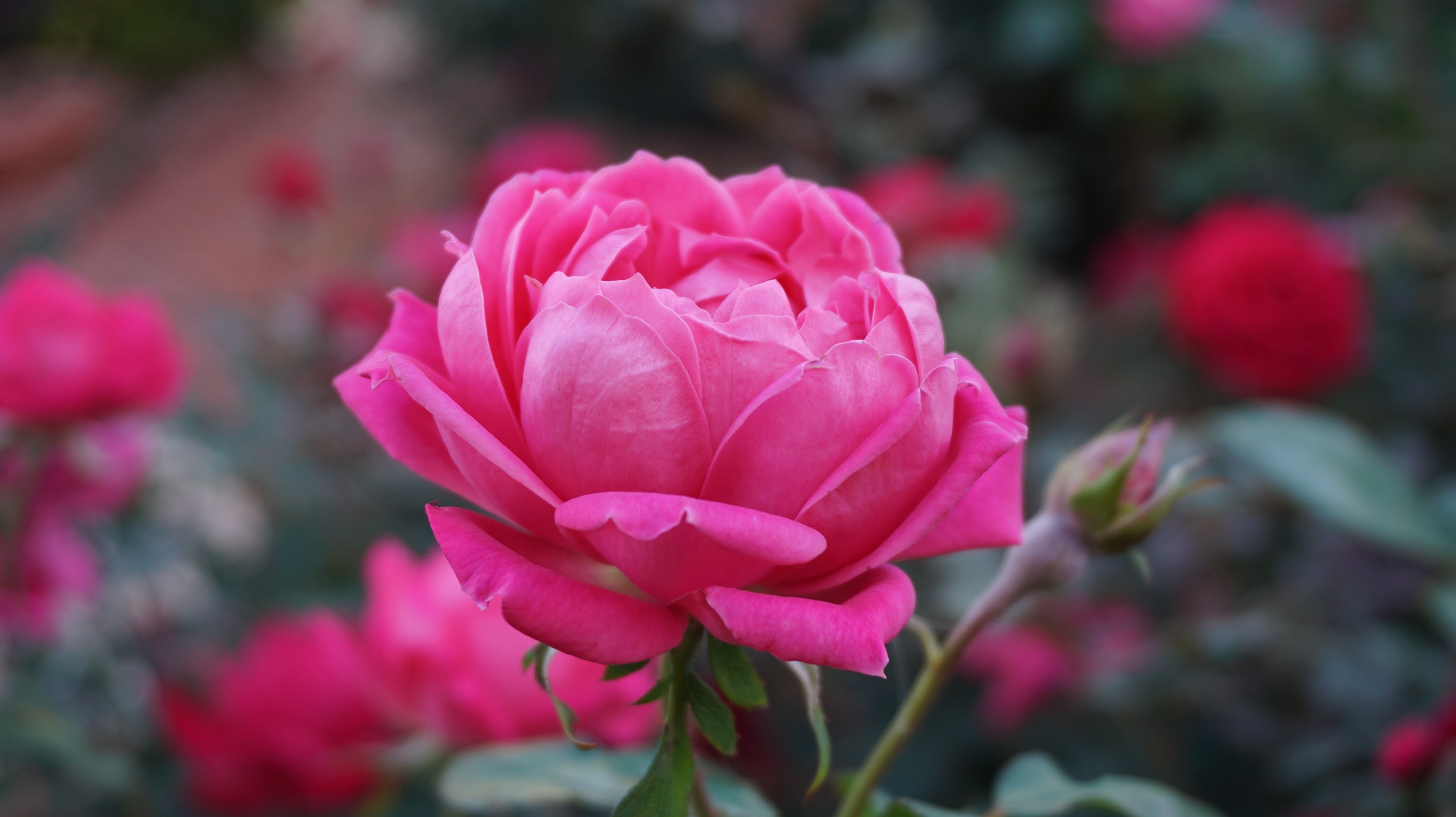 Free download wallpaper Bud, Petals, Flowers, Pink, Rose Flower, Rose, Flower on your PC desktop