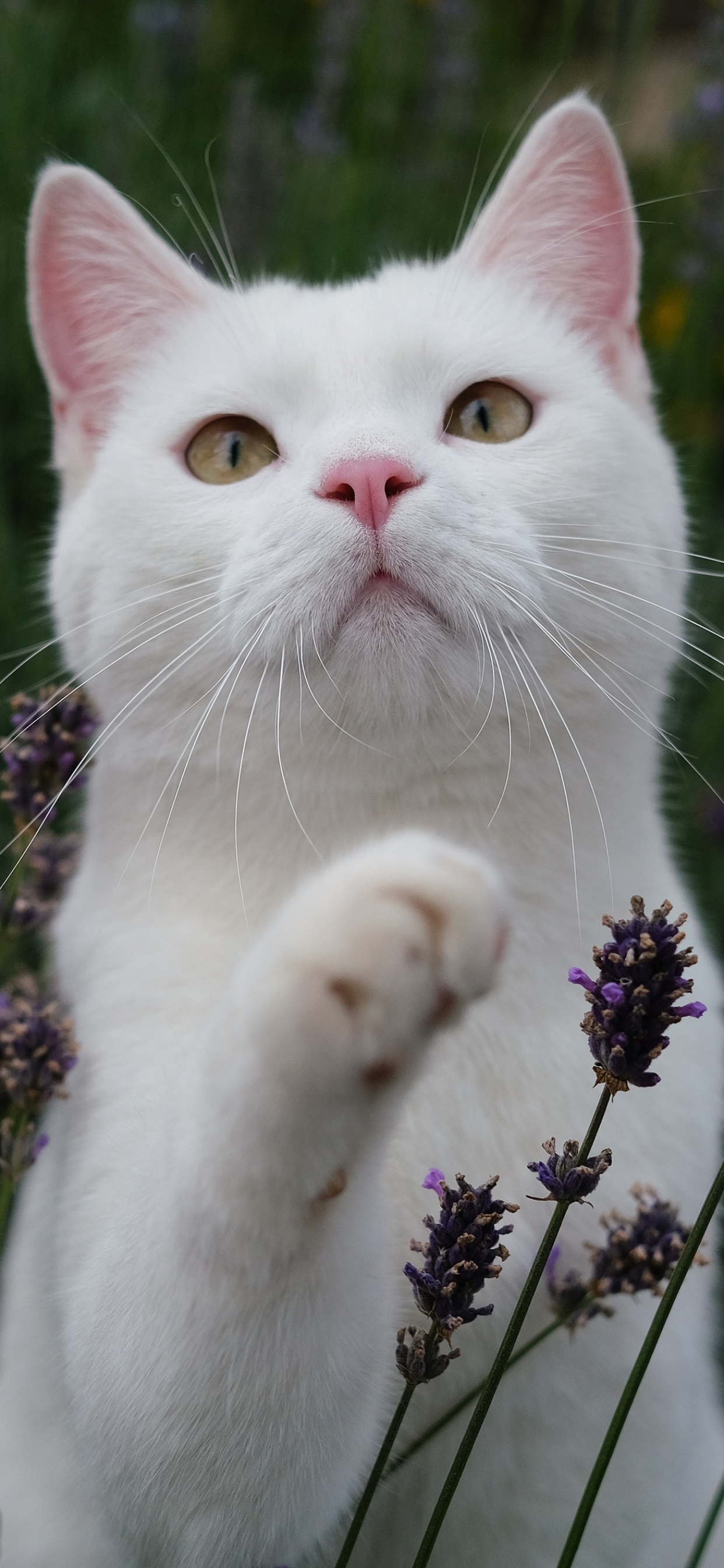 Download mobile wallpaper Cat, Cats, Animal for free.