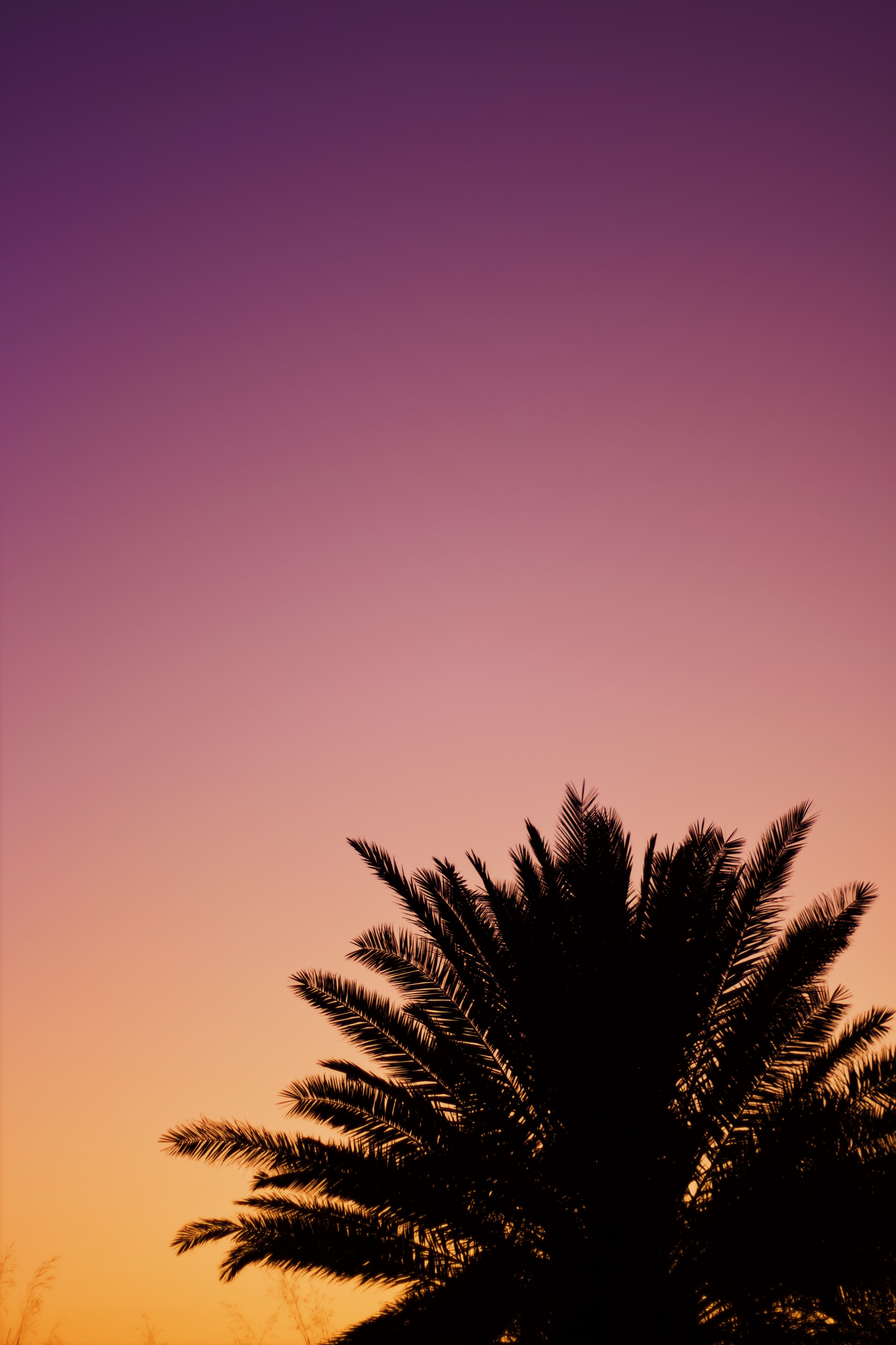 palm, violet, dark, sky, twilight, dusk, purple