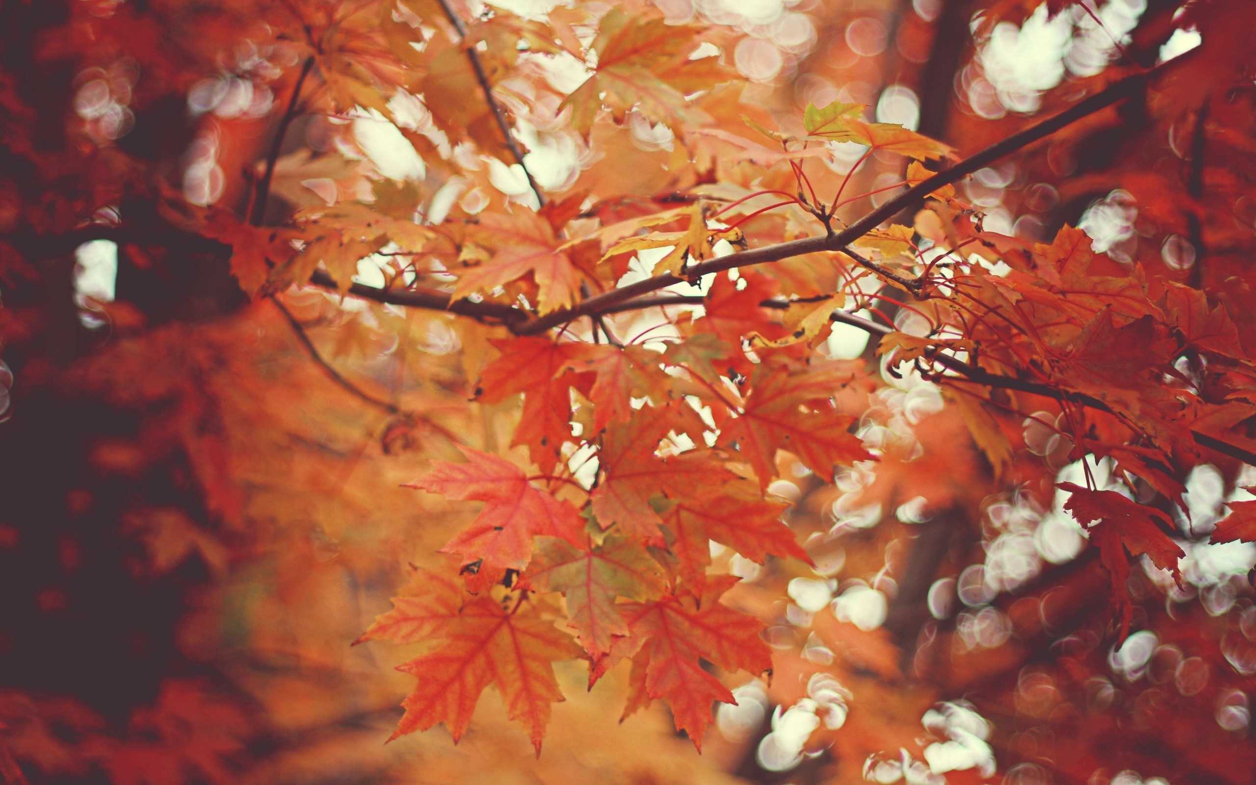 Скачать обои бесплатно Листья, Осень, Рисунки картинка на рабочий стол ПК