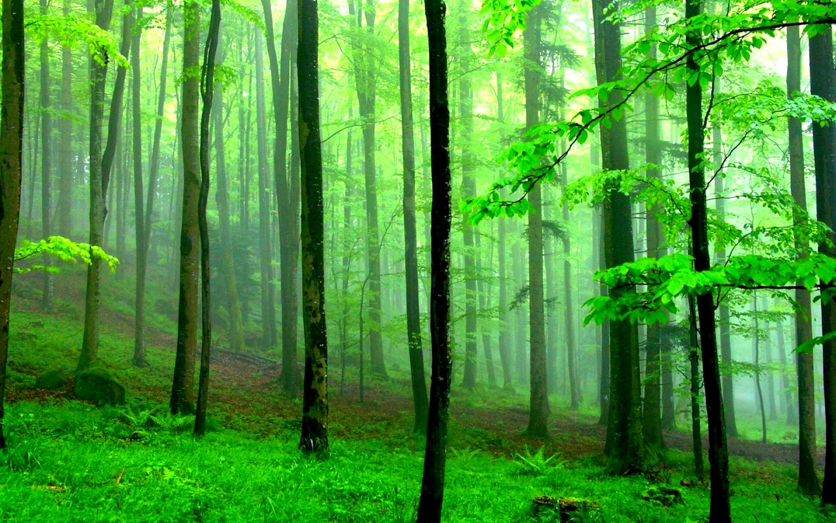 Téléchargez des papiers peints mobile Forêt, Brouillard, Terre/nature gratuitement.