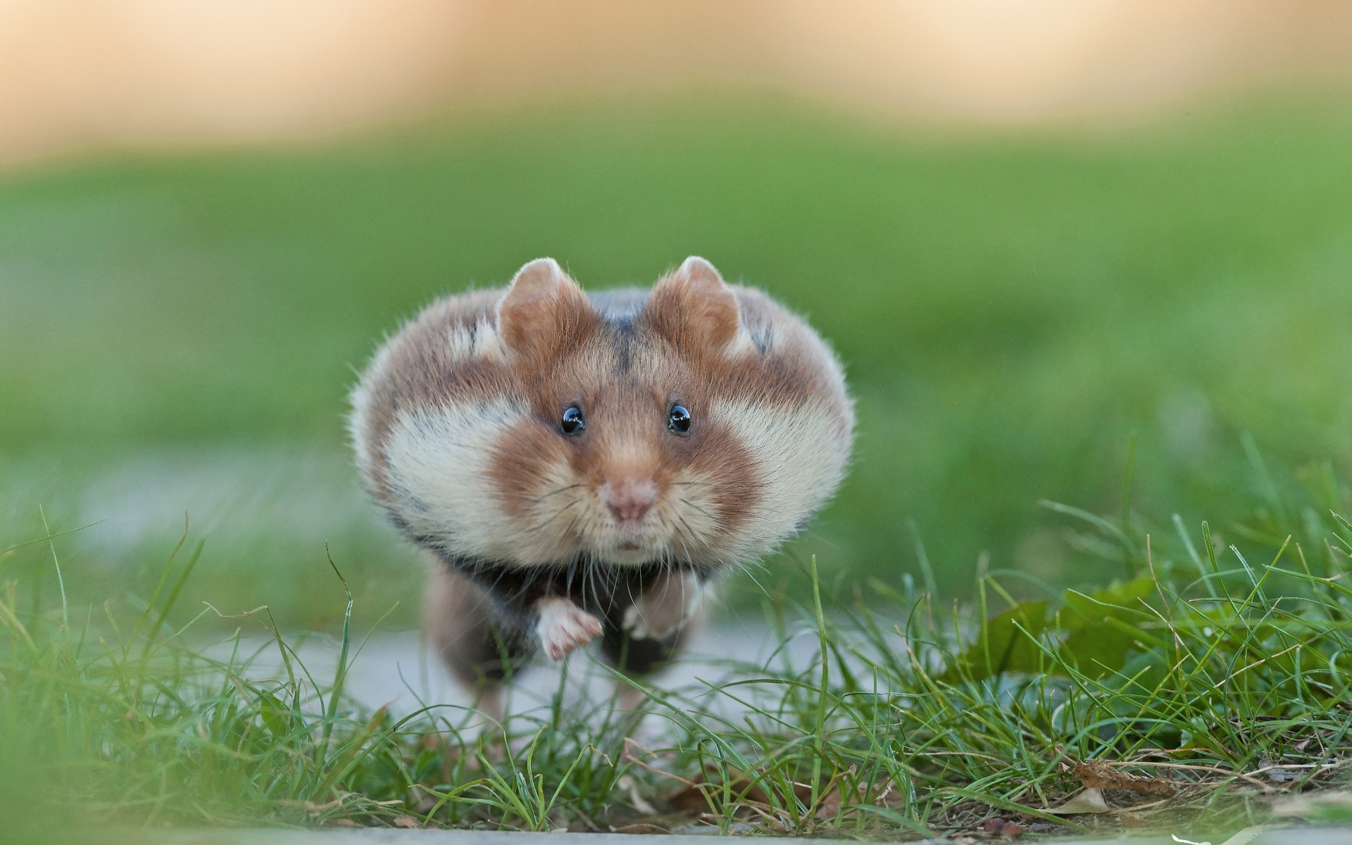 Laden Sie das Tiere, Hamster, Nagetier-Bild kostenlos auf Ihren PC-Desktop herunter